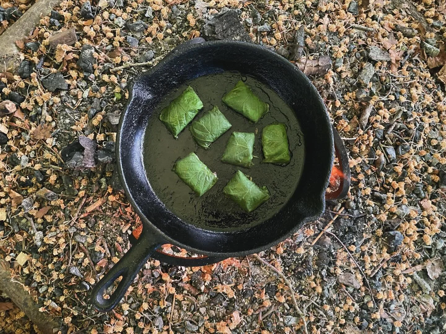 Hazel Leaf Brownies&hellip;

There&rsquo;s a short window of opportunity for making these, when the leaves are fully formed, yet still young enough that they&rsquo;re not too tough, fibrous and bitter. With this in mind, this afternoon we whipped up 