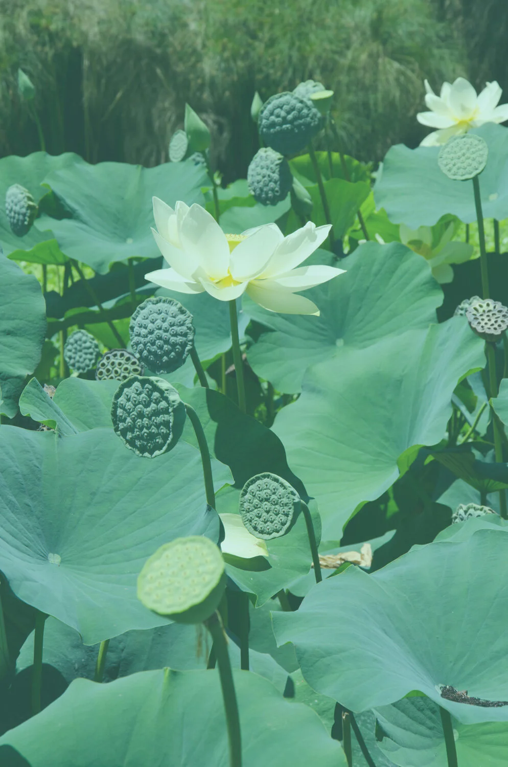 home_page_lotus.jpg