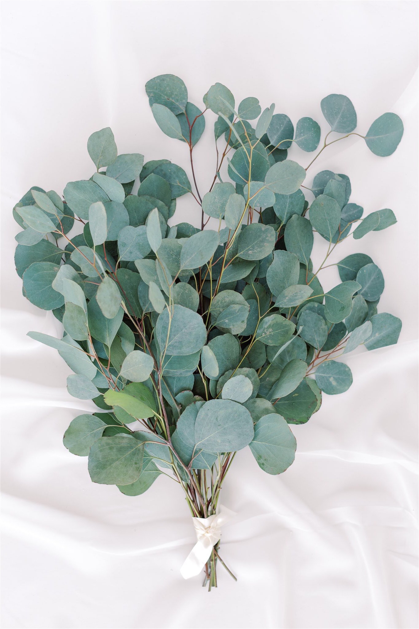 flower-lab-eucalyptus-bunch.jpg