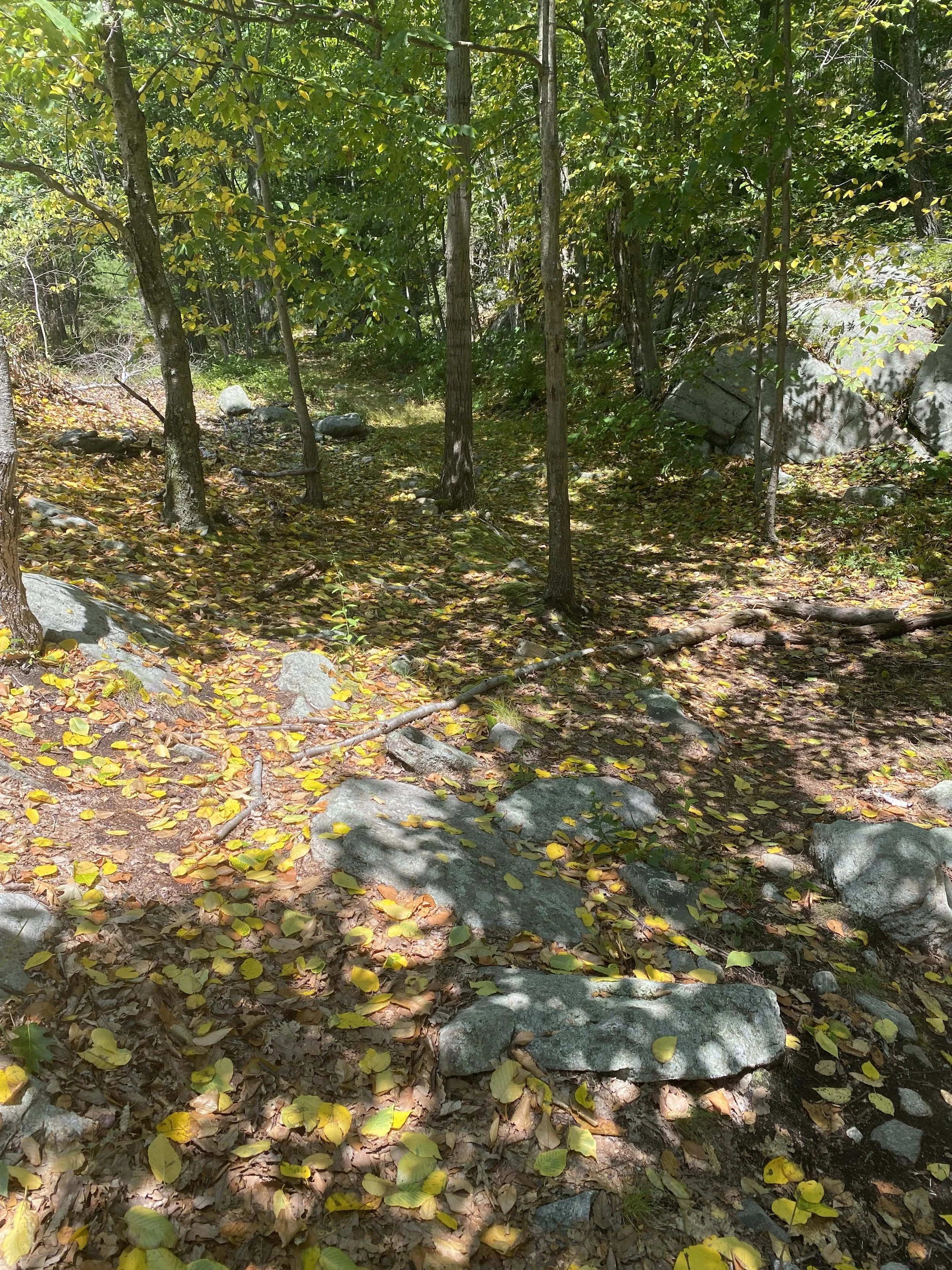 Newly fallen leaves on the ground in July - New York heatwave.