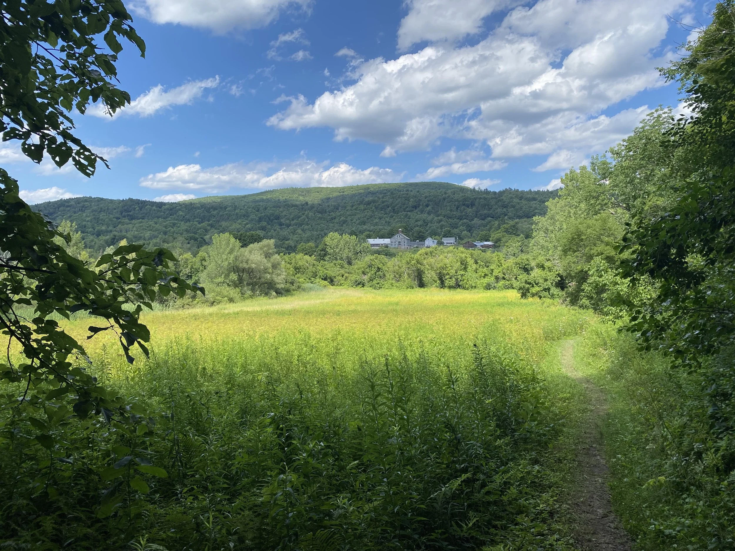 A sunny meadow in Massachusetts.
