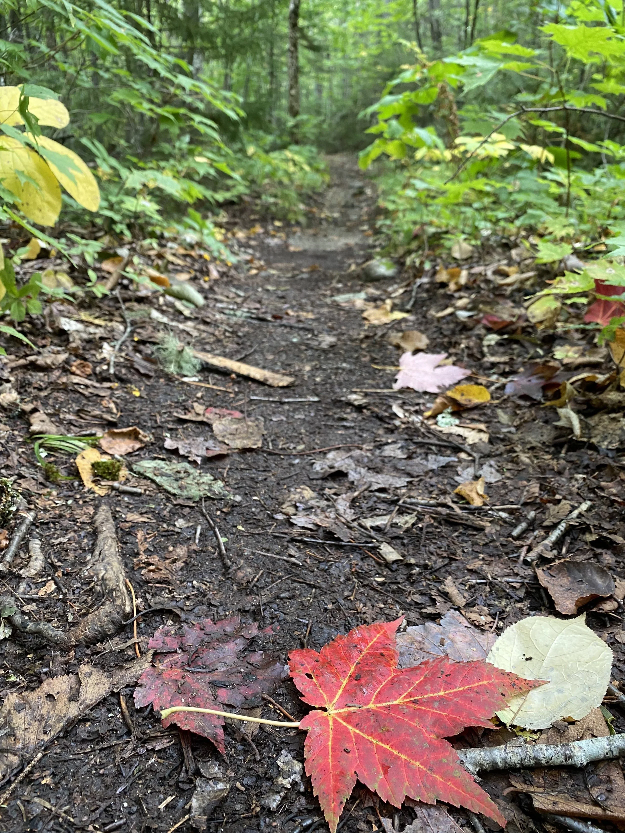 First signs of fall in the Maine woods.