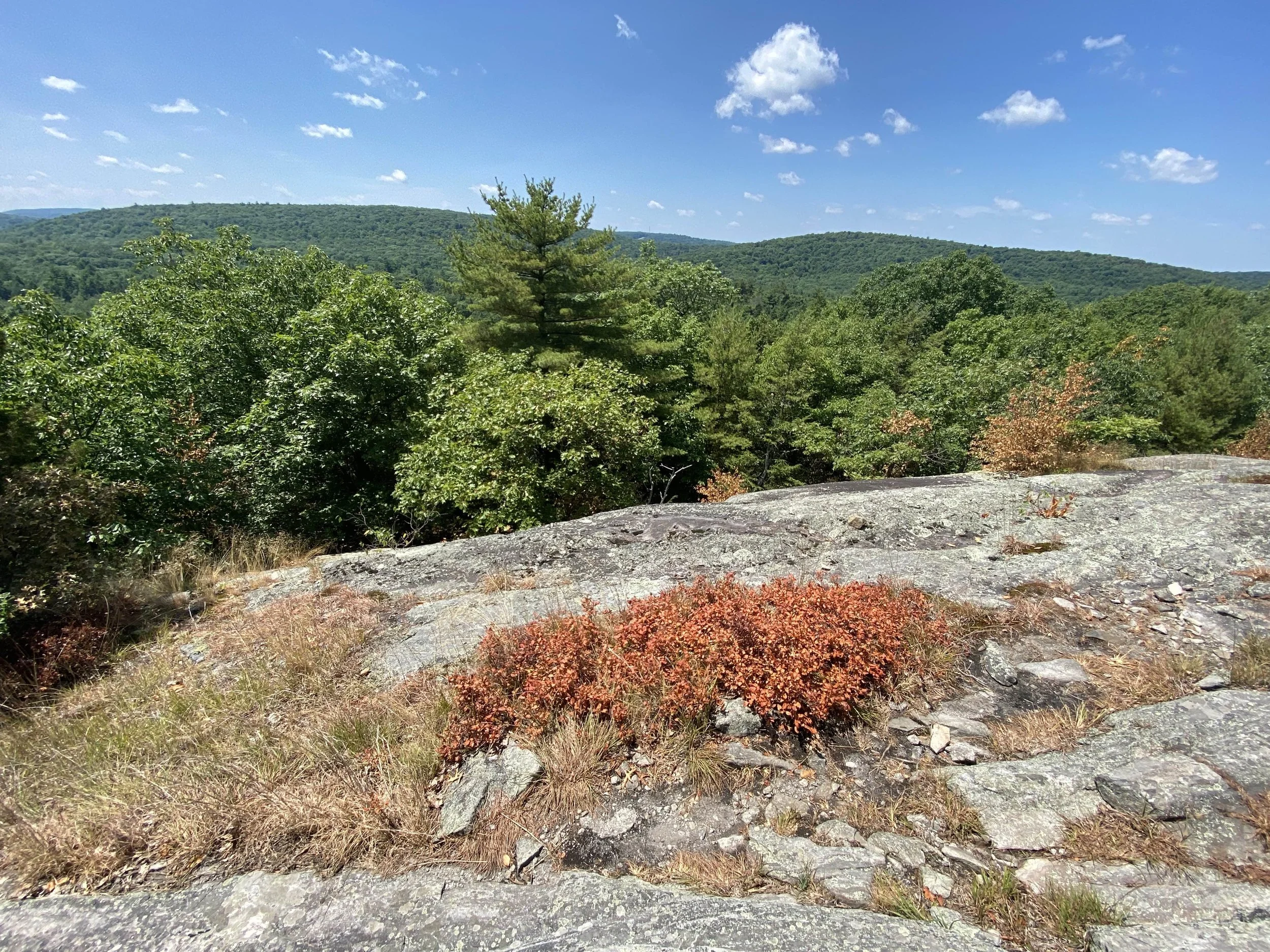 Dried out shrubs along a ridge-line in New York.