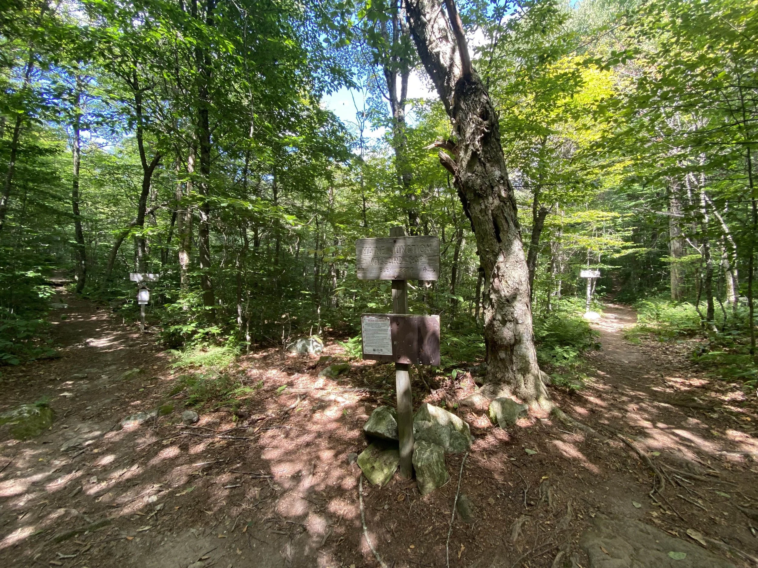 Willard Gap intersection - the AT goes to the right, and the Long Trail continues to the left.