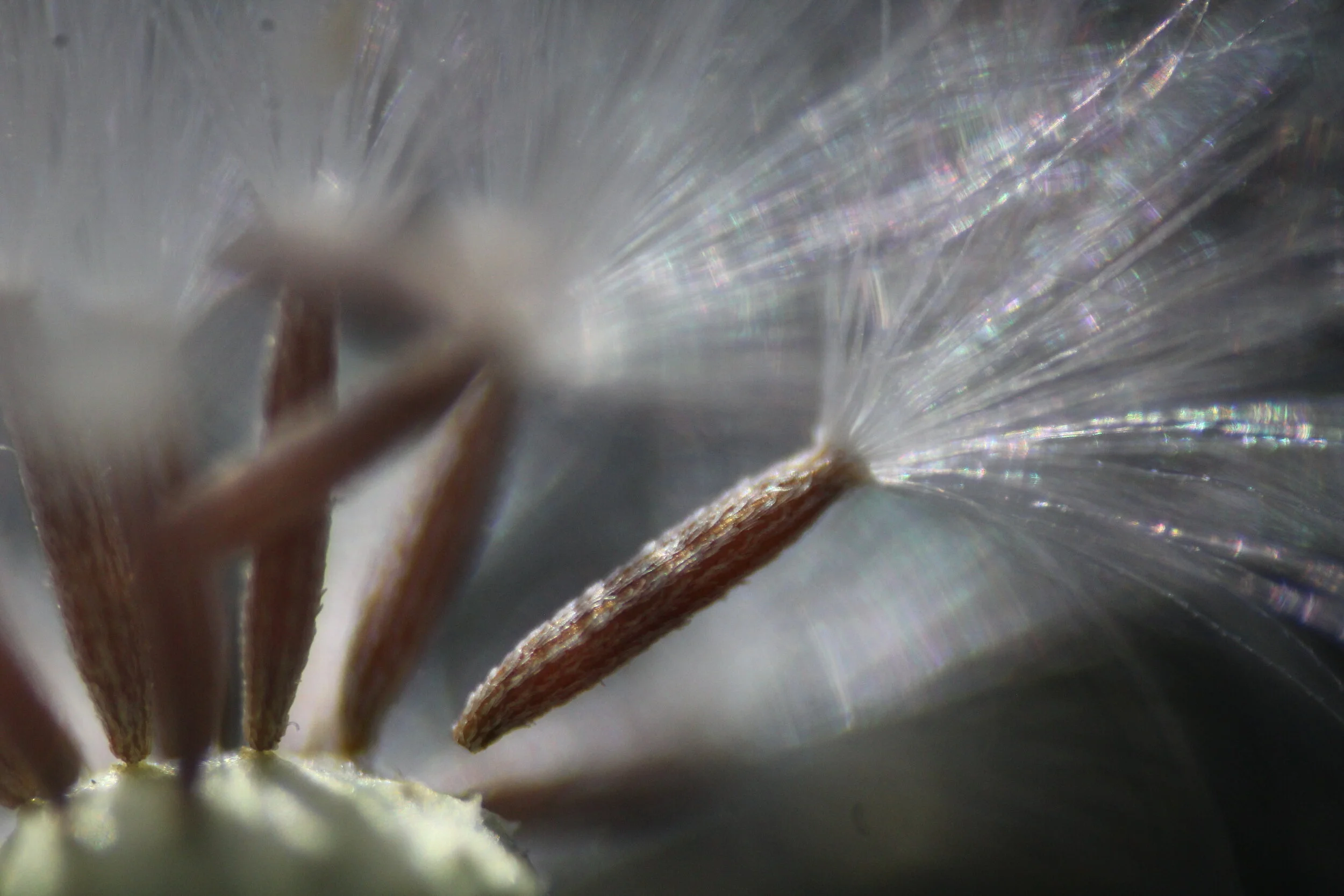 Yuna Ham ('23) - Dandelion Breeze