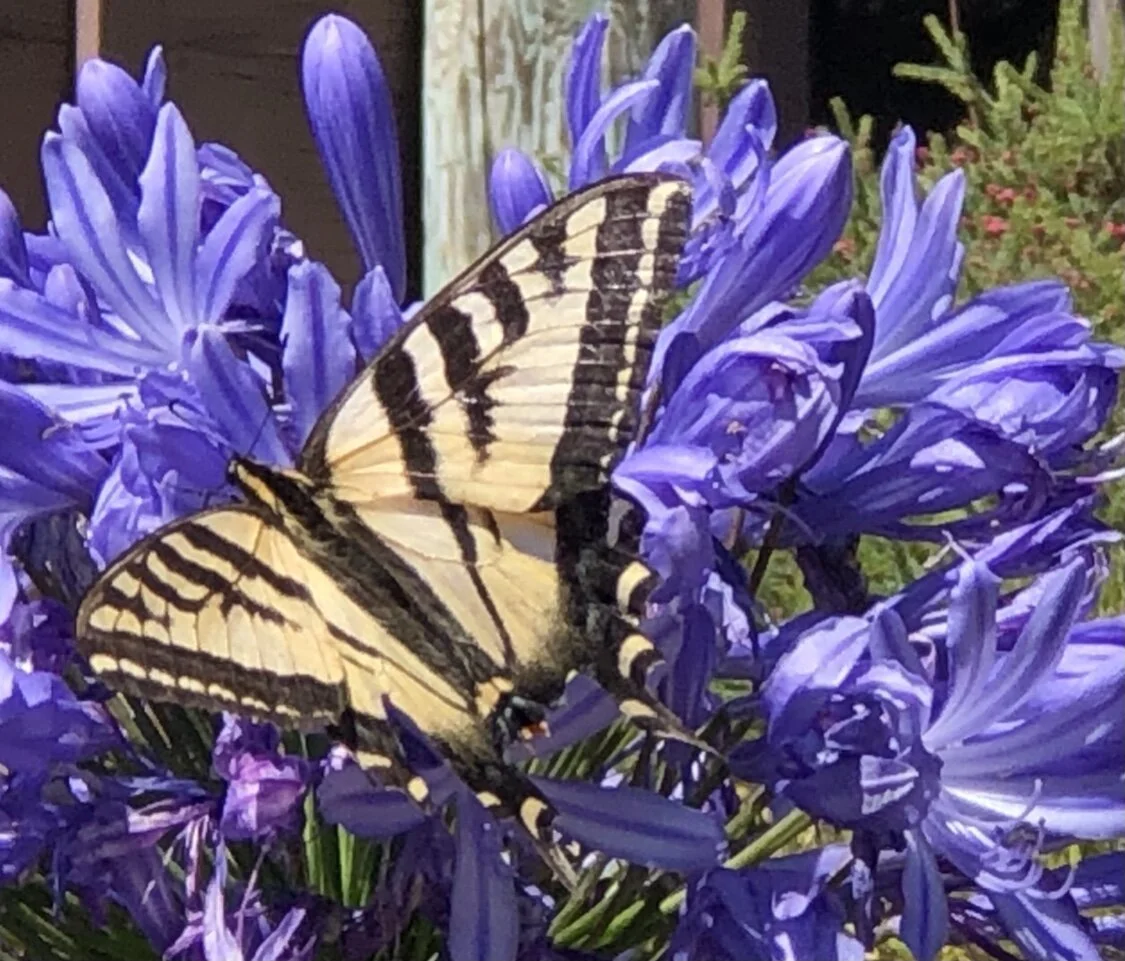 Kathy Harvey (staff) - Delightful Treasures in His Creation!