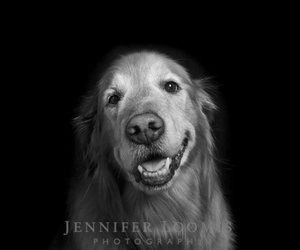 Seattle Dog Photographer