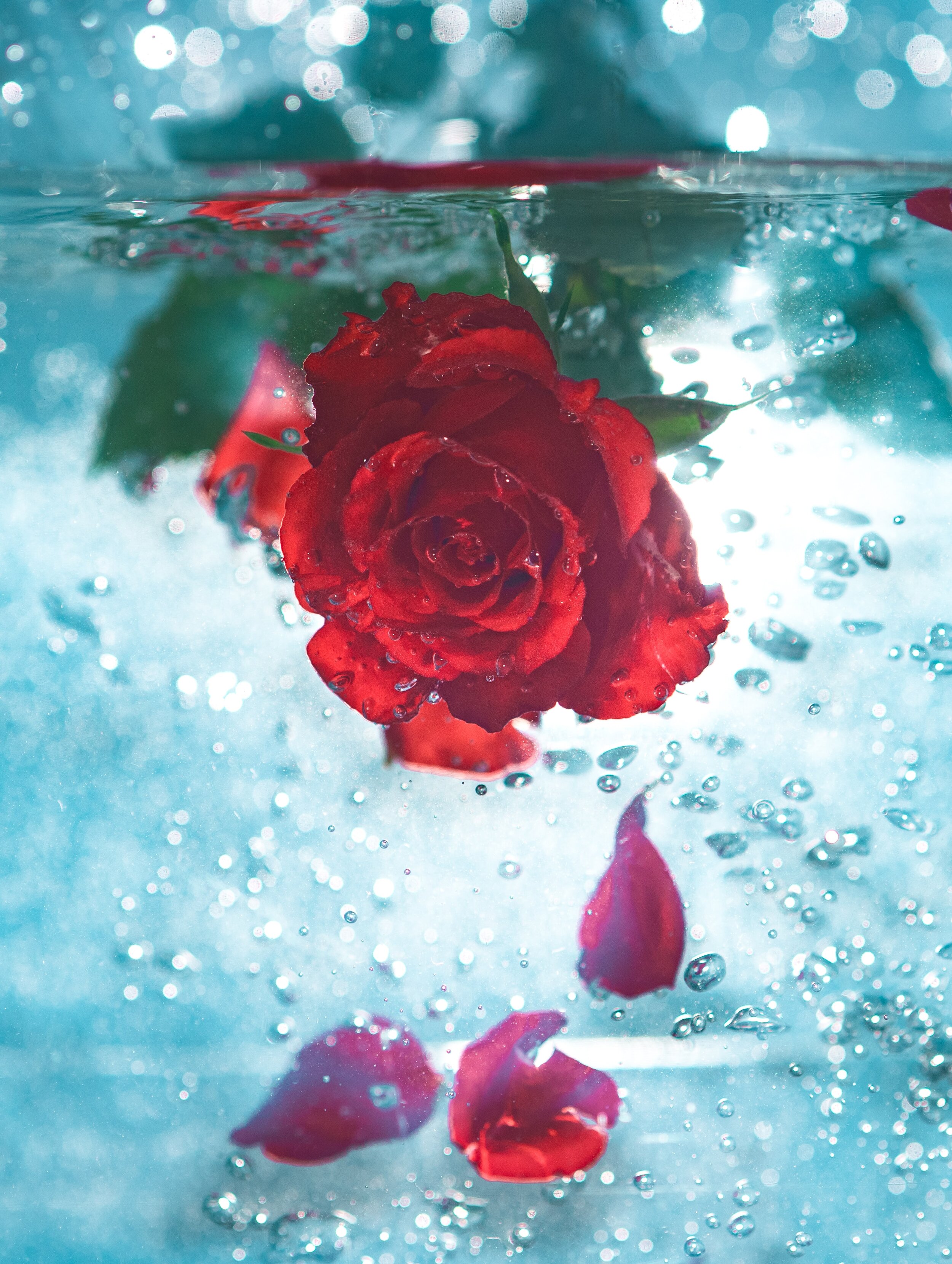 DIY: Rose Water