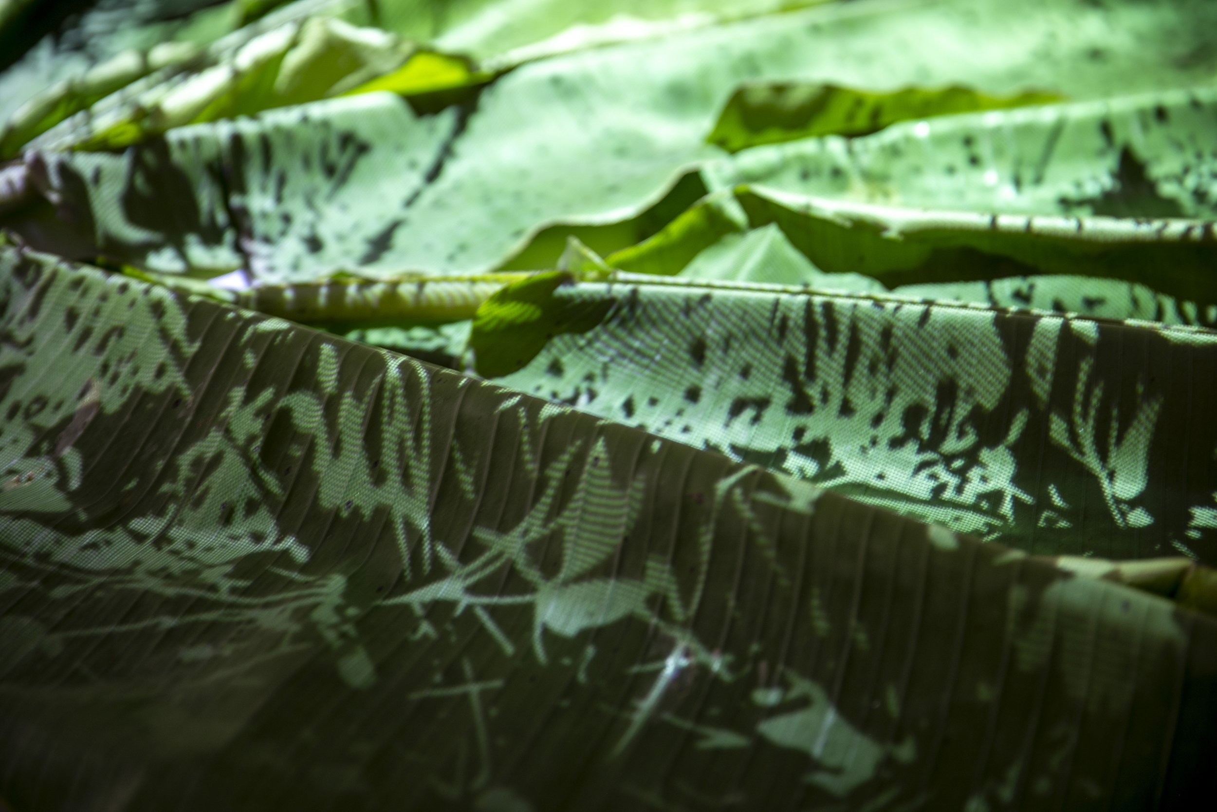 AncestralMemory 2.jpg