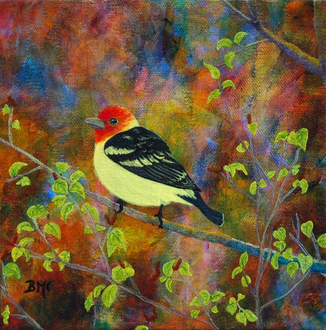 Western Tanager