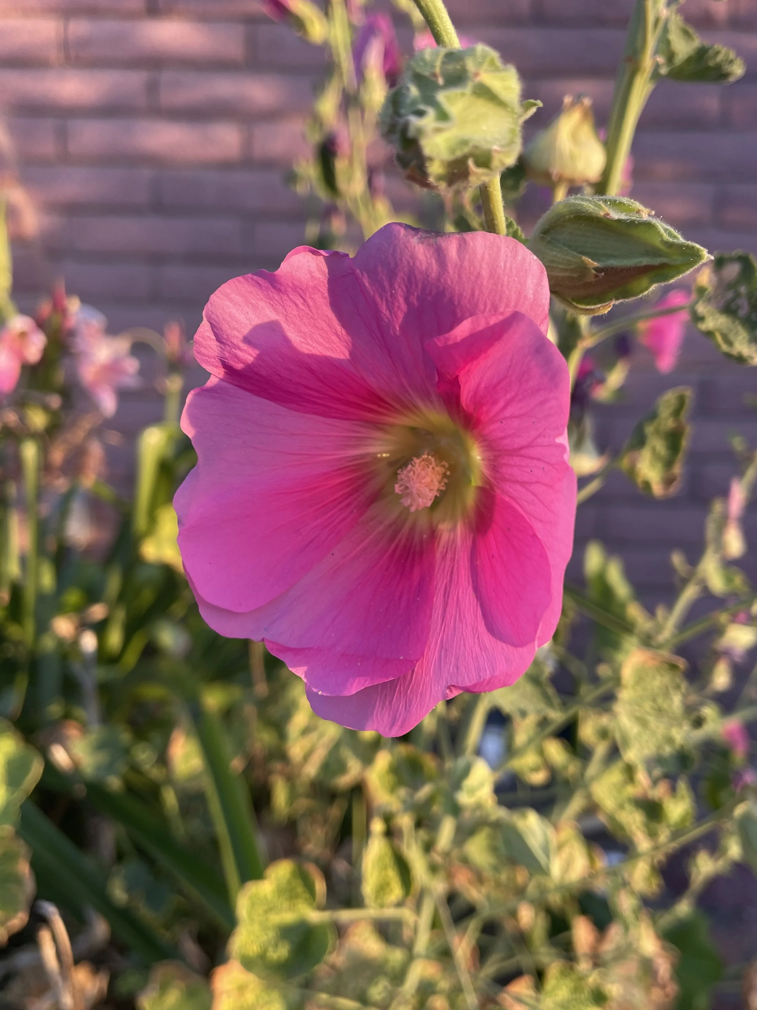 IMG_0266.jpeg