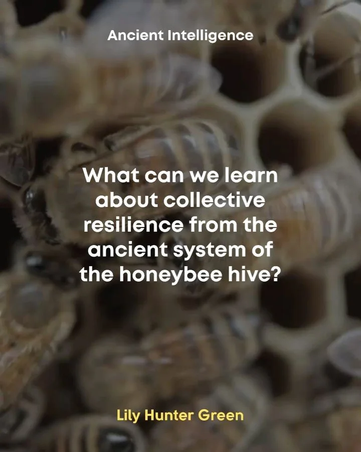 Could bees teach us the principles and practices that we need to meet our times of unprecedented disaster with resiliency? 

I&rsquo;ve been thinking about artist @lilyhuntergreen&rsquo;s inspiring work fusing art and technology in playful ways to br