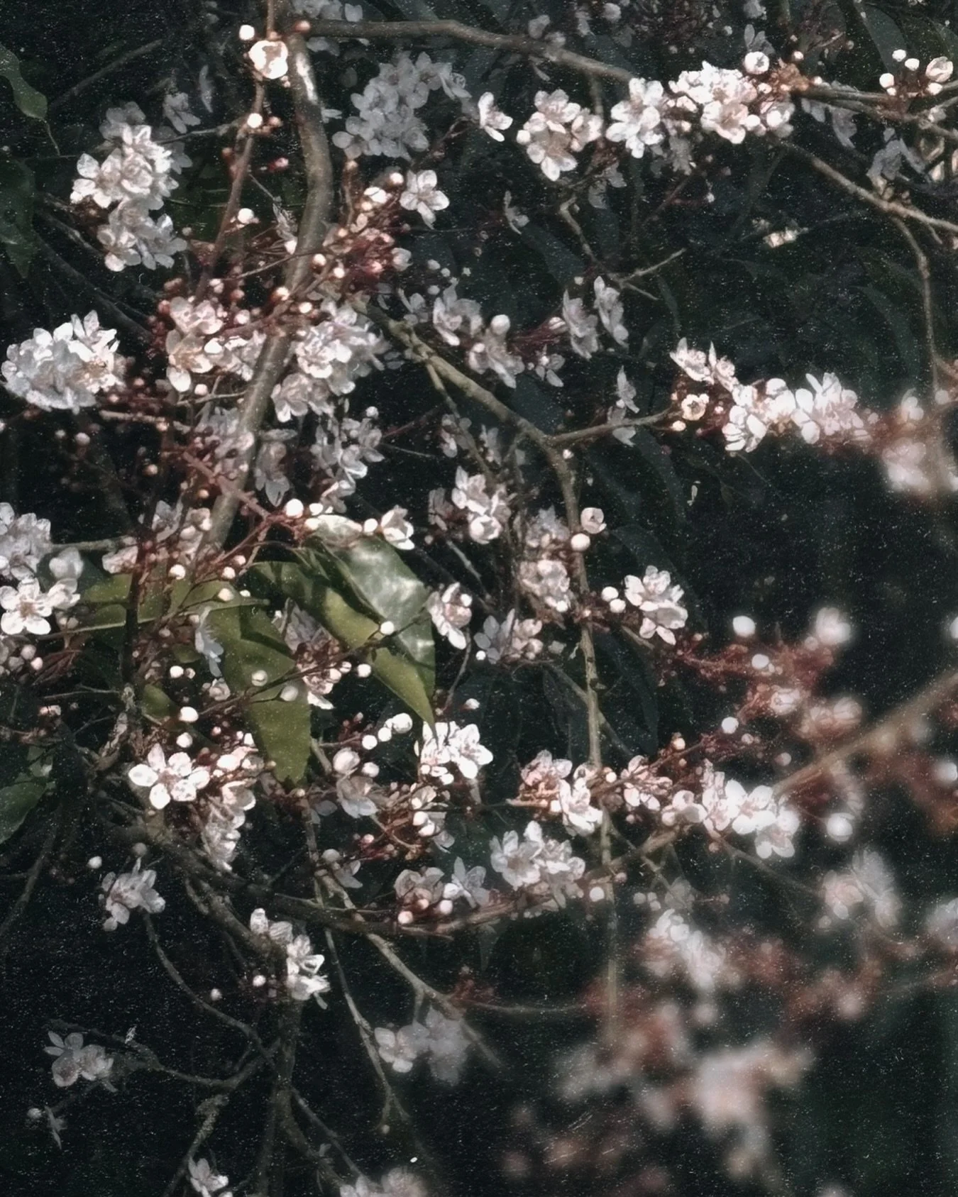 First blossoms

#seasonsofthesacred