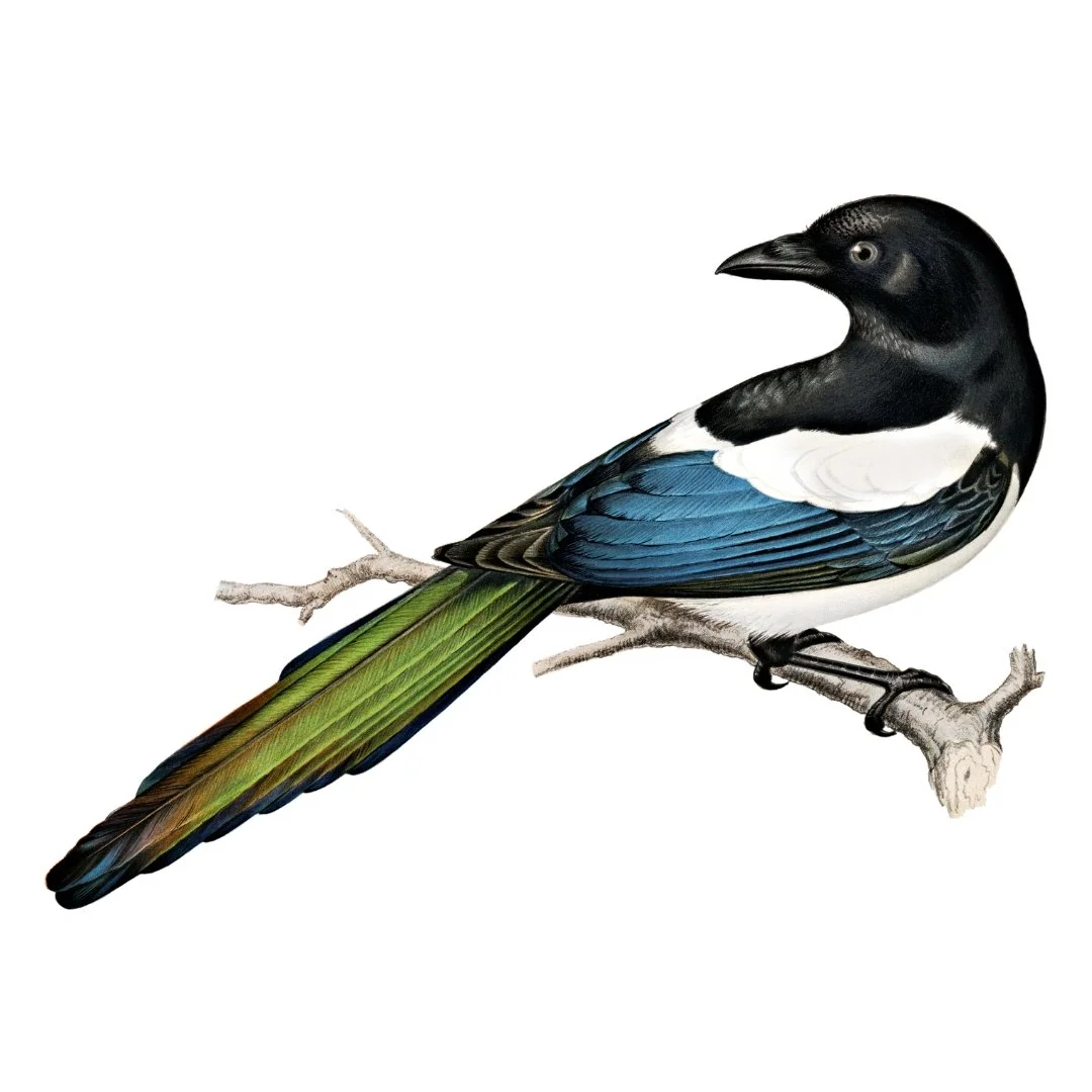 Magpie - Resource Library.jpg