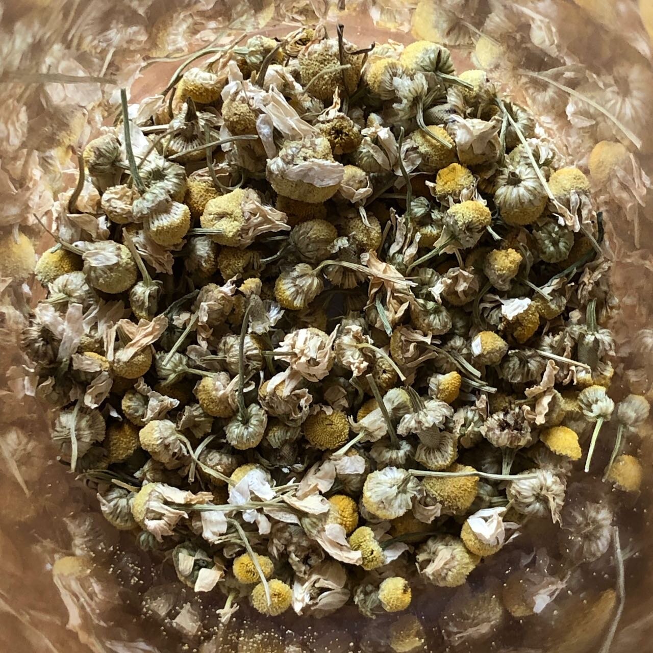 Chamomile.jpeg