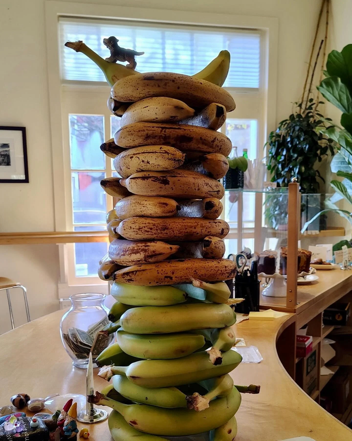 Epic banana tower on display. Two-tone. Hopefully no earthquakes over the weekend.