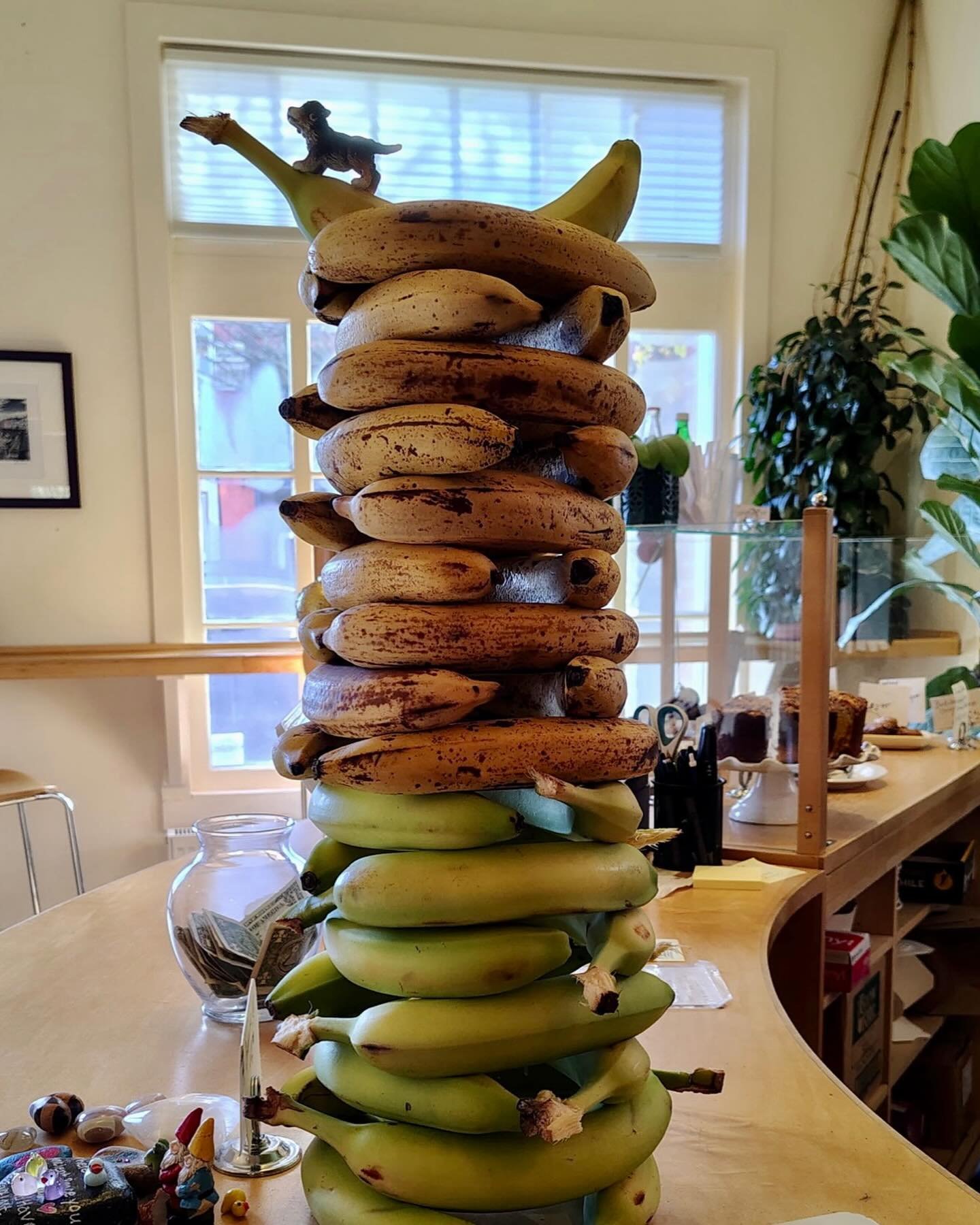 Epic banana tower on display. Two-tone. Hopefully no earthquakes over the weekend.