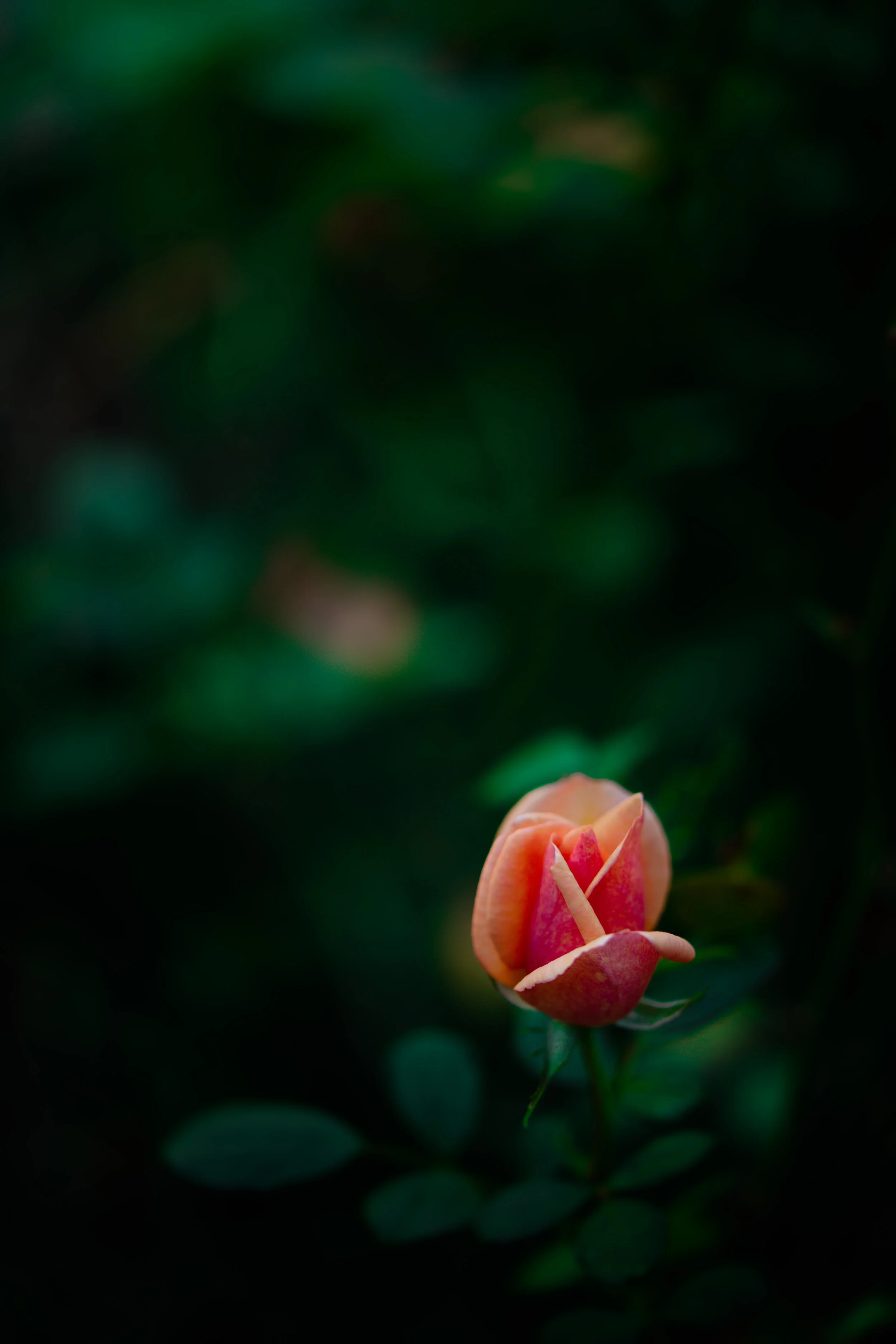 71A00B72-7CDA-4ADF-BBE2-0CF16D39CFA0.jpeg