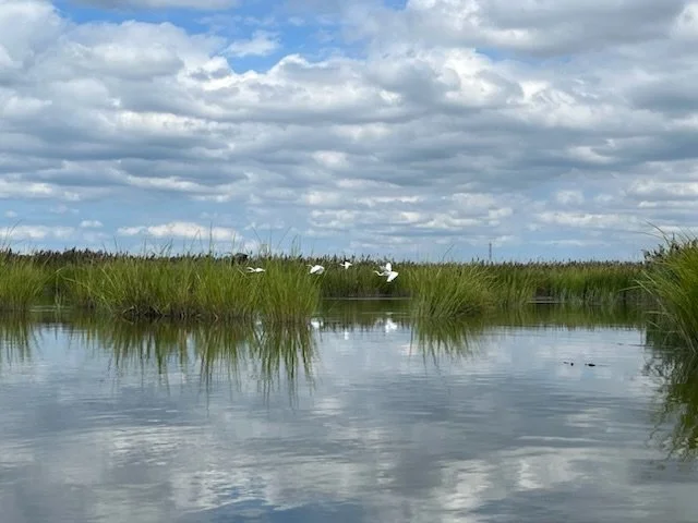 Eco-Cruise: Meadowlands Discovery (new) (Copy) — Hackensack 