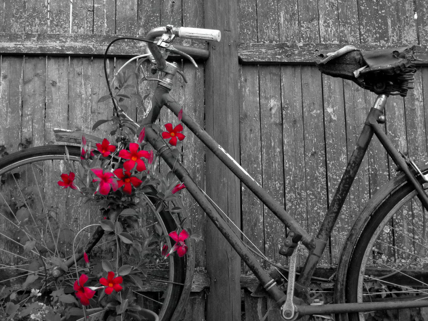 IMG_0979-5-bike-trellis-red.jpg