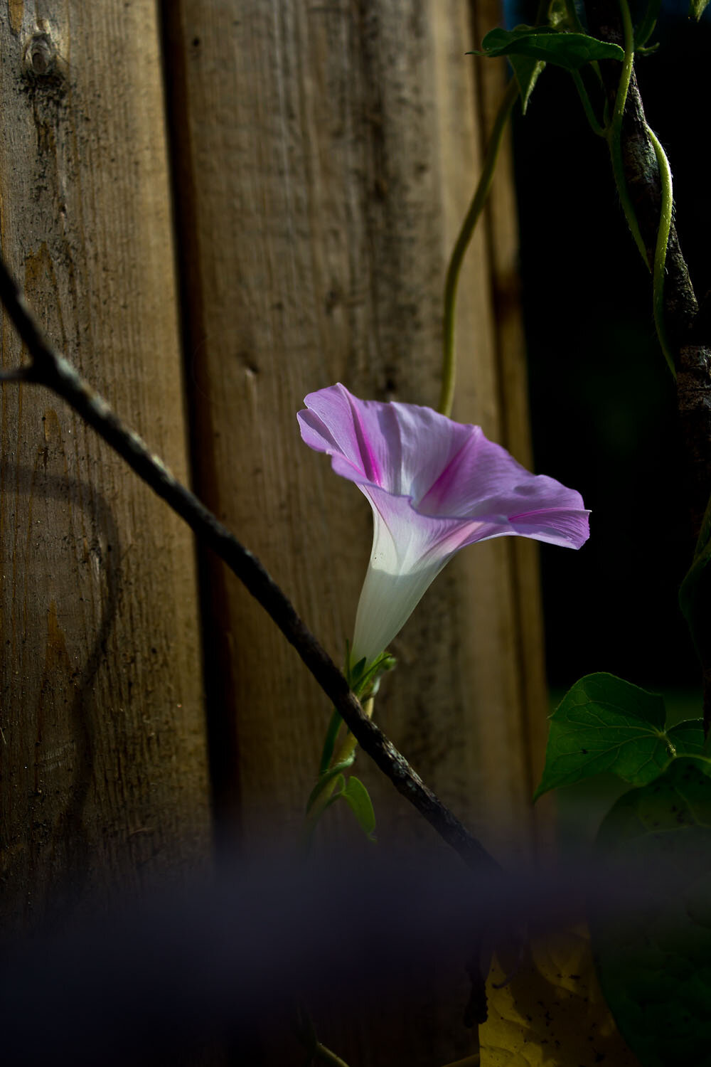 IMG_9248-morning-glory-day1.1..jpg