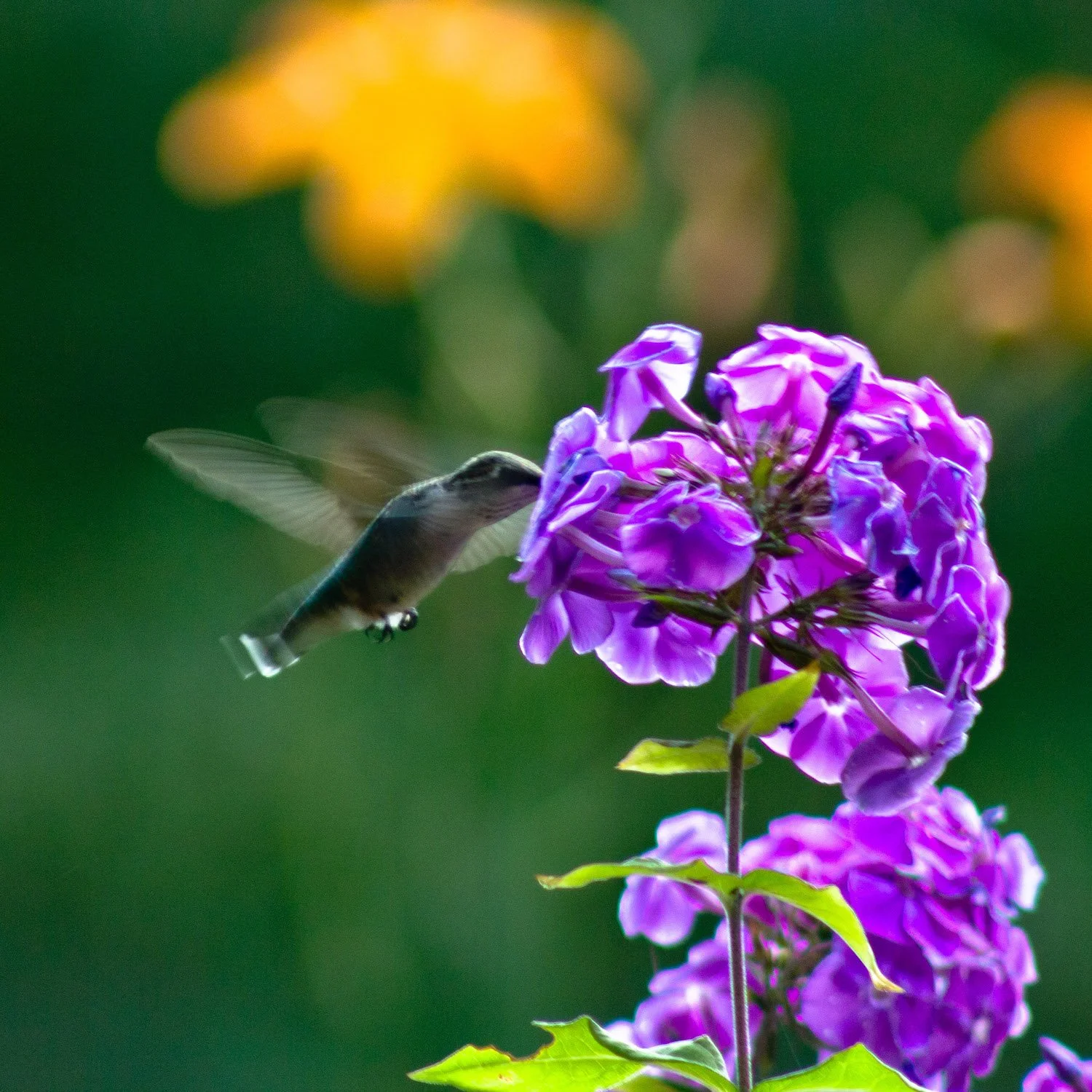 ~20220801-IMG_7681-3 choice-open.jpeg