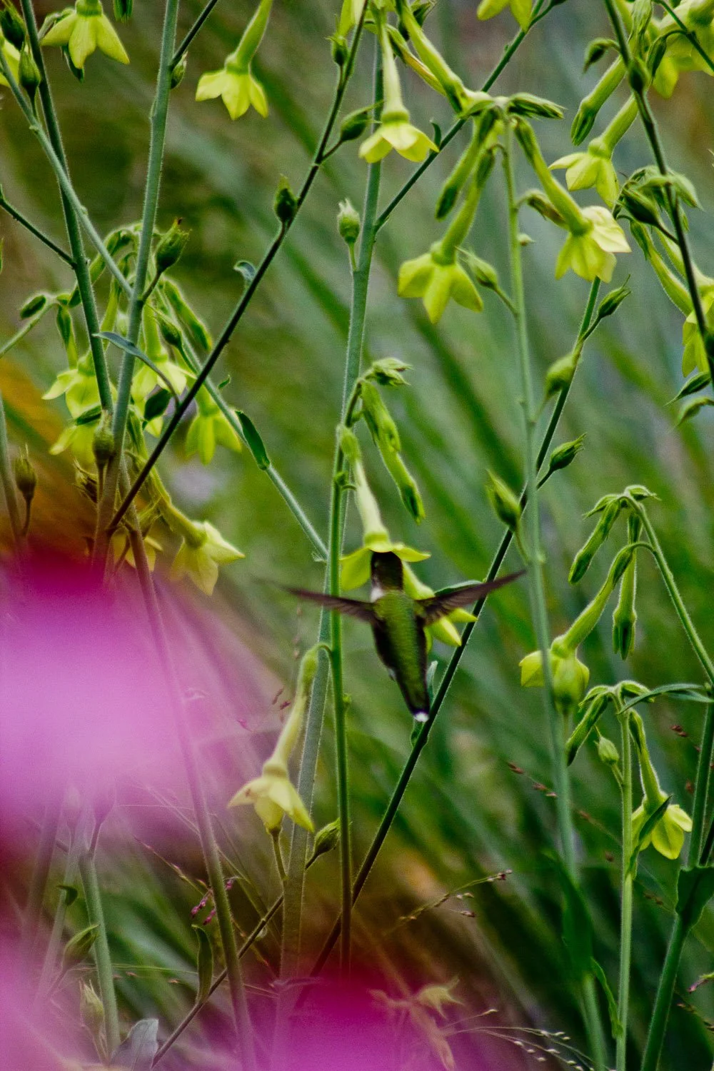 up-20220805-IMG_8264 copy-open.jpeg