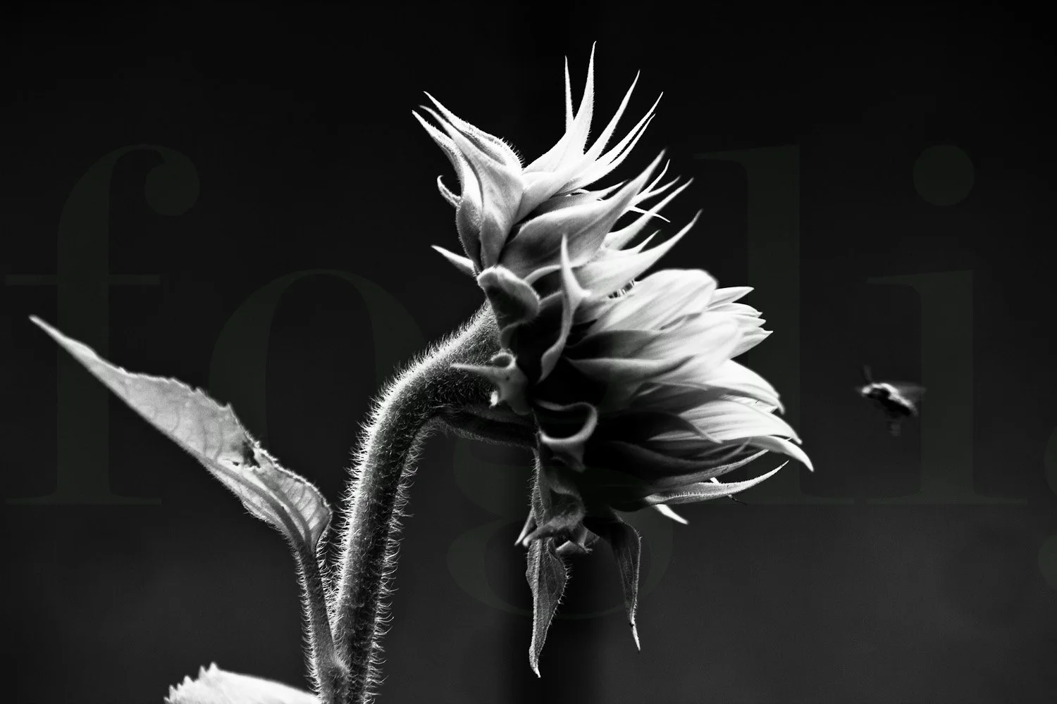 bee bloom 20220807-IMG_8629-6.jpg