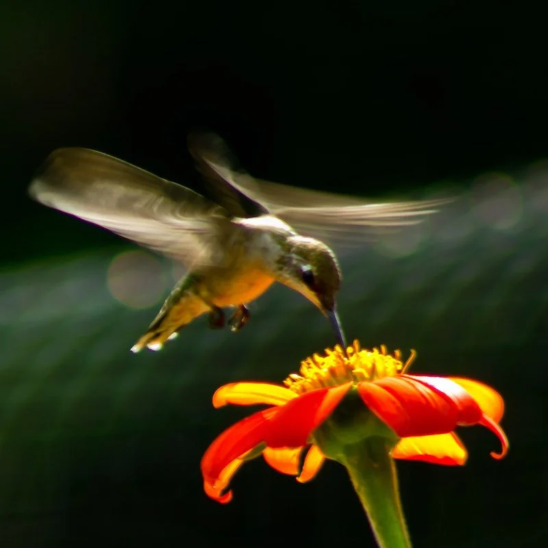 800-astral 20220805-IMG_8197-3 copy 2.jpeg