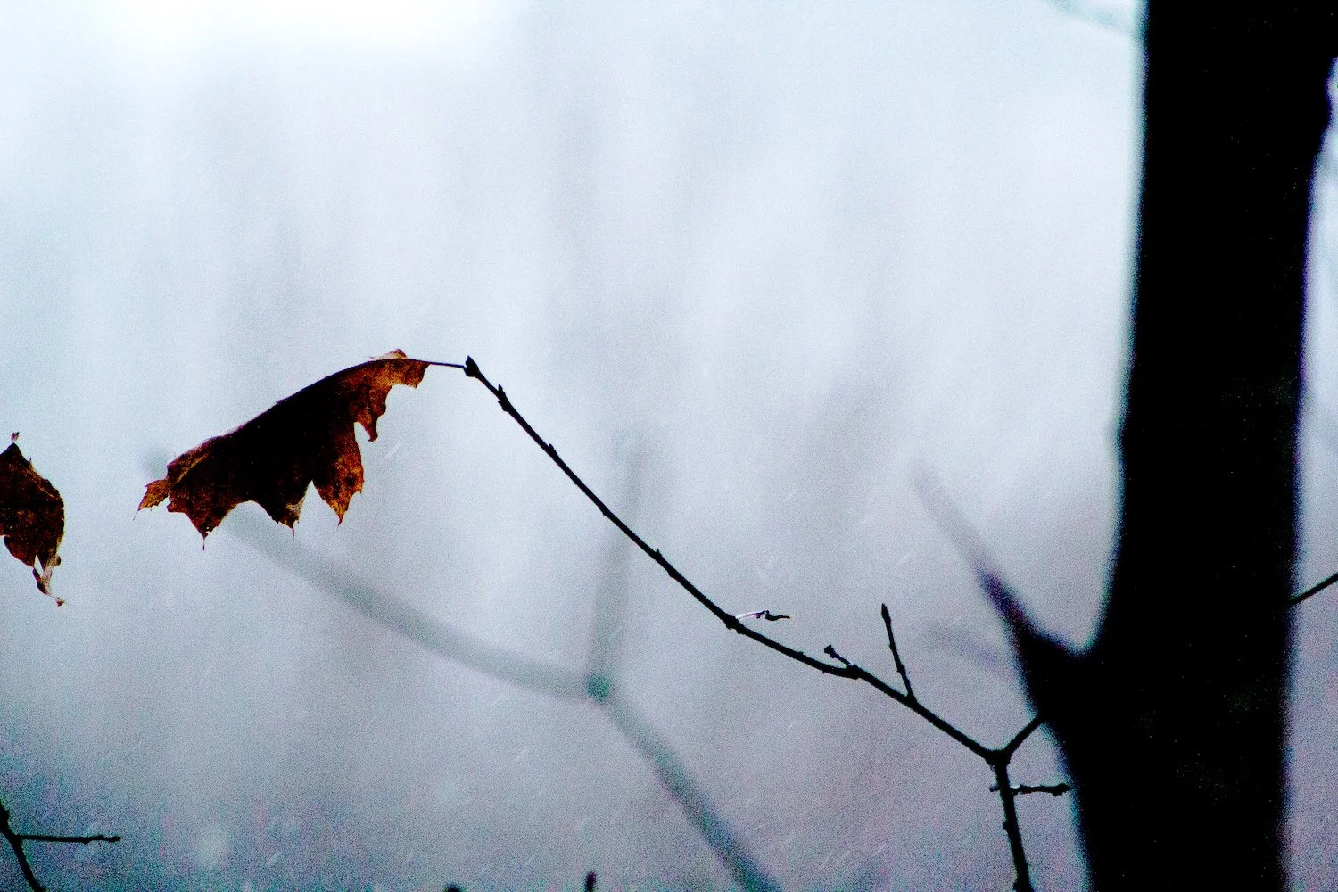 IMG_0005-01-07-2019-scr-dL copy.jpg