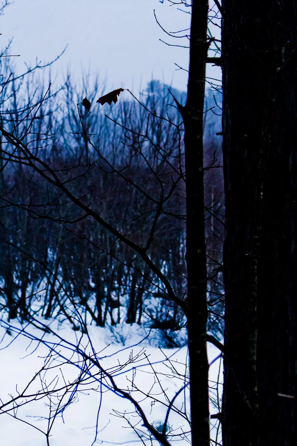 IMG_0002-01-07-2019-screen-dL copy.jpeg