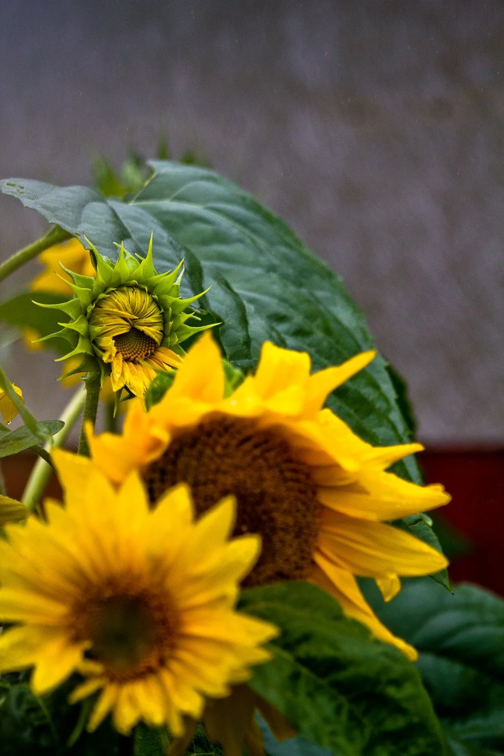 ~20200902-IMG_6743-needs attention.jpg