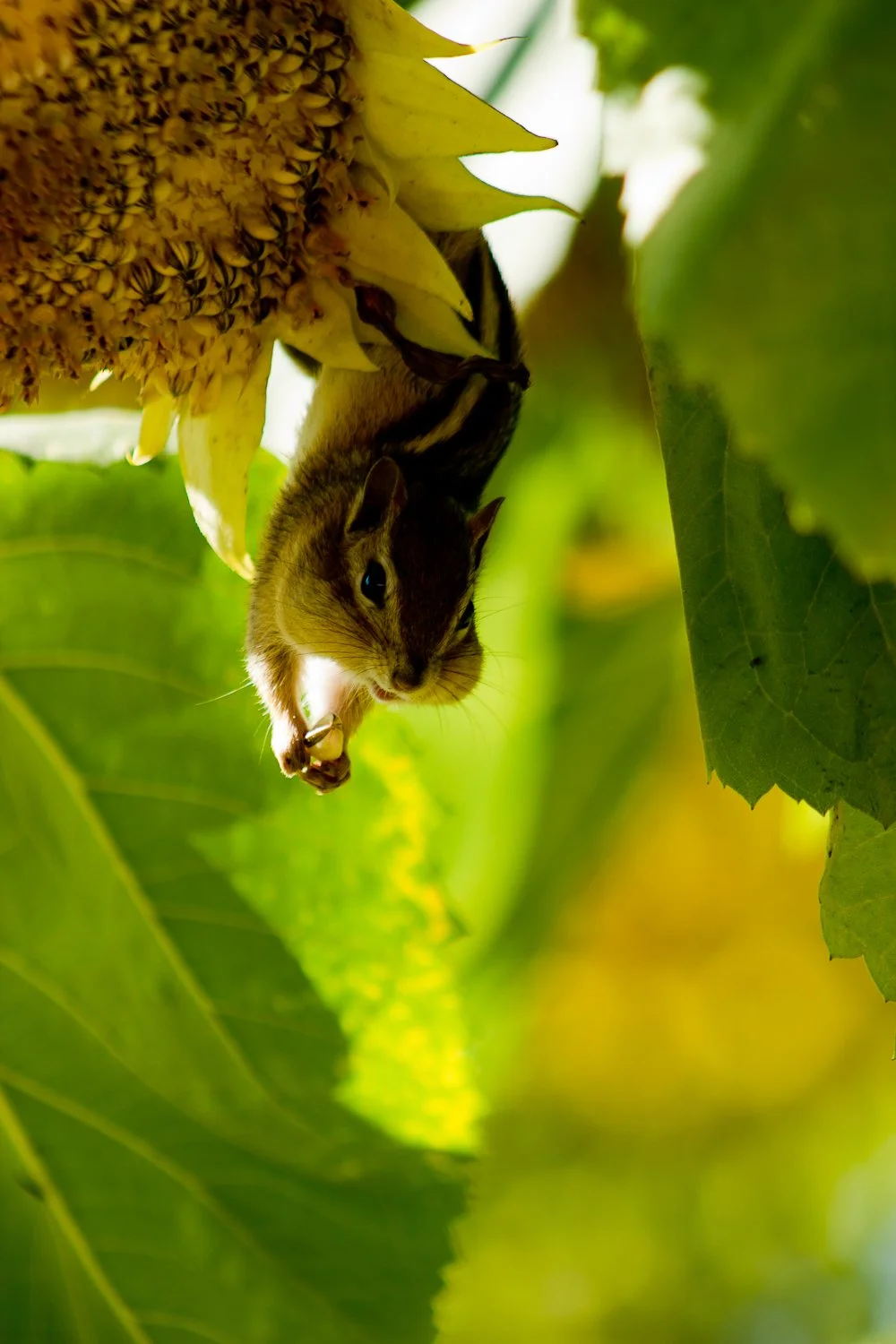 ~OCT20211007-IMG_7945-chipmunk light-dL.jpg