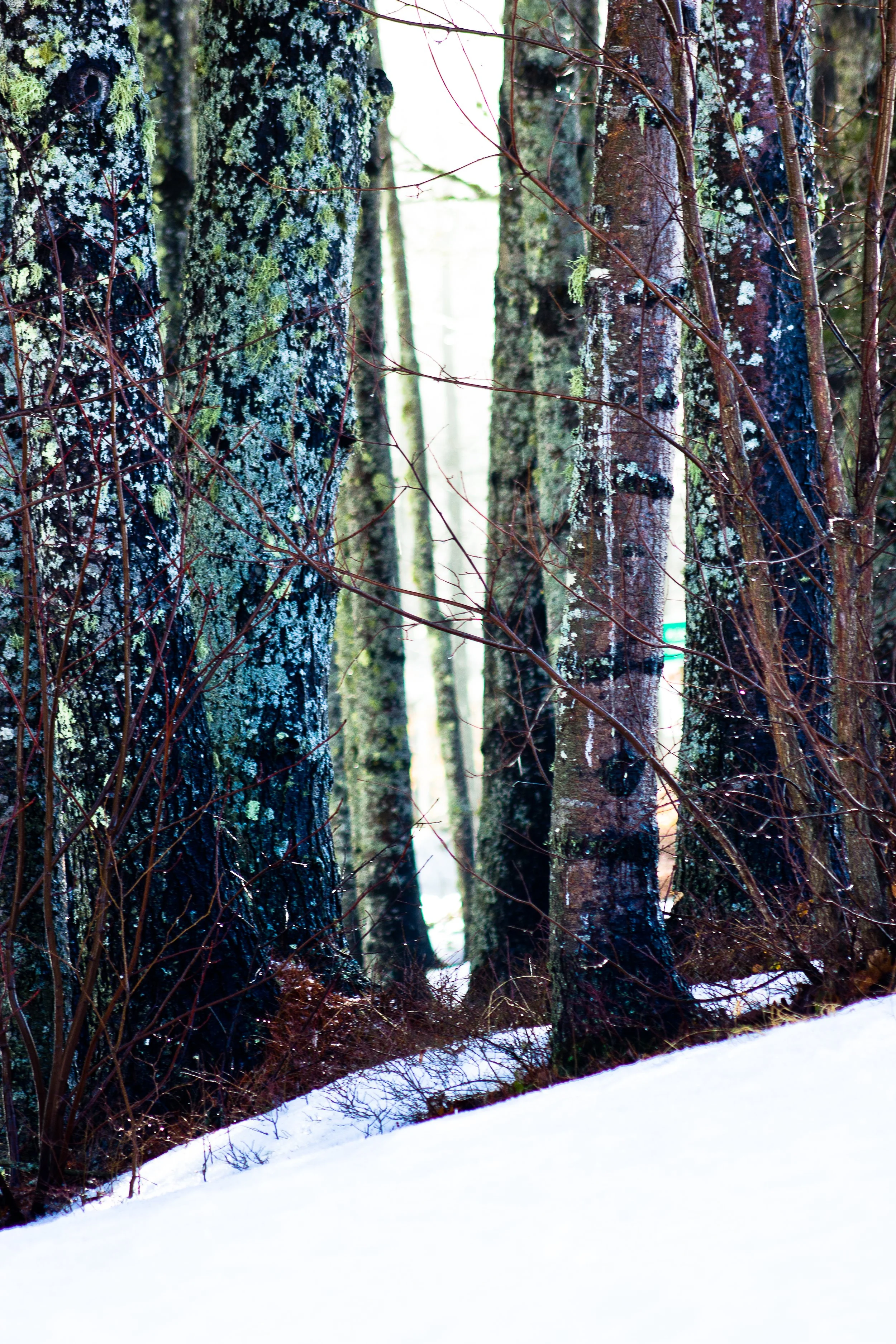  The Sea Green Blue Trees 