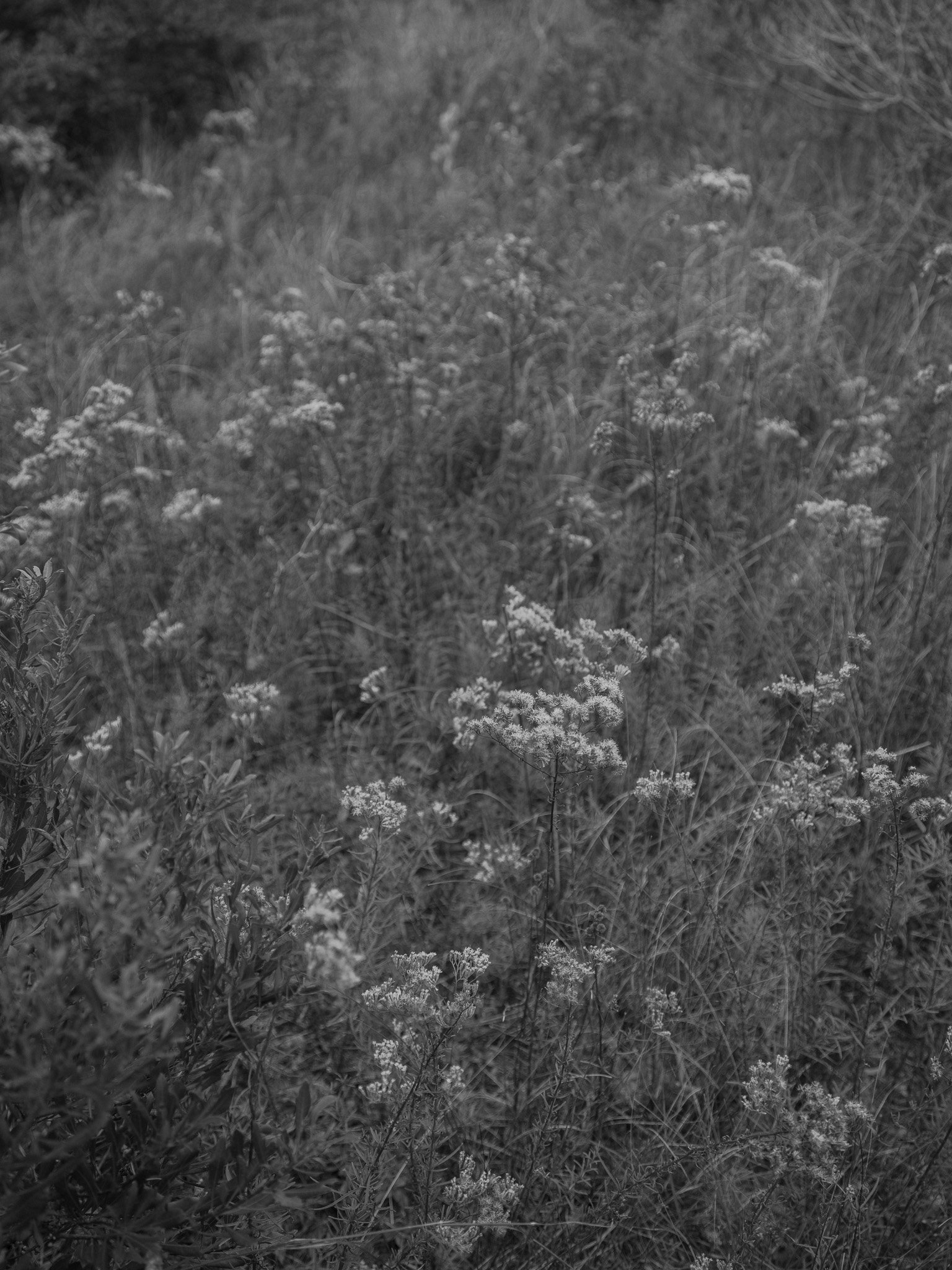 DSCF0359.jpg