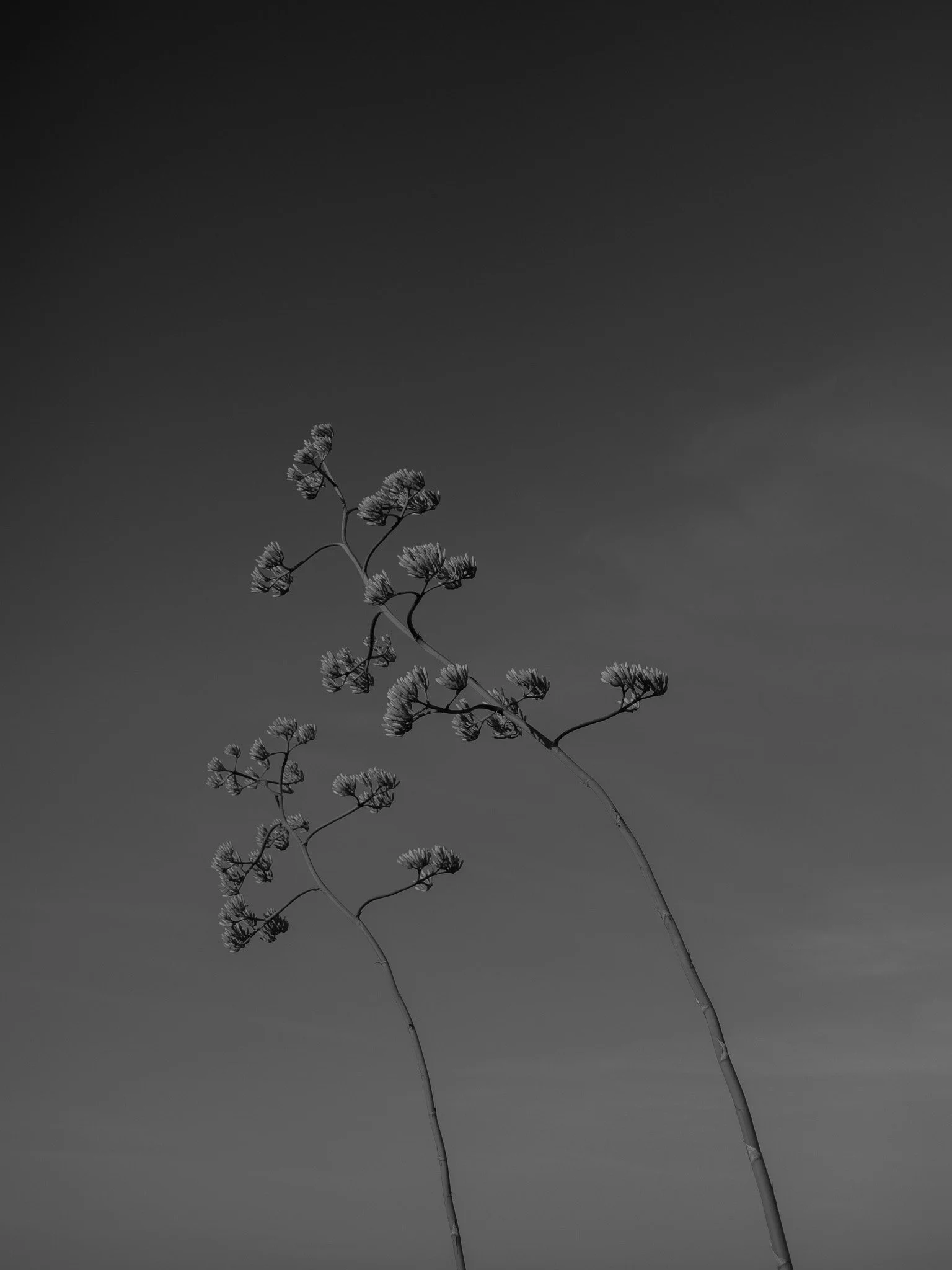 DSCF2001.jpg