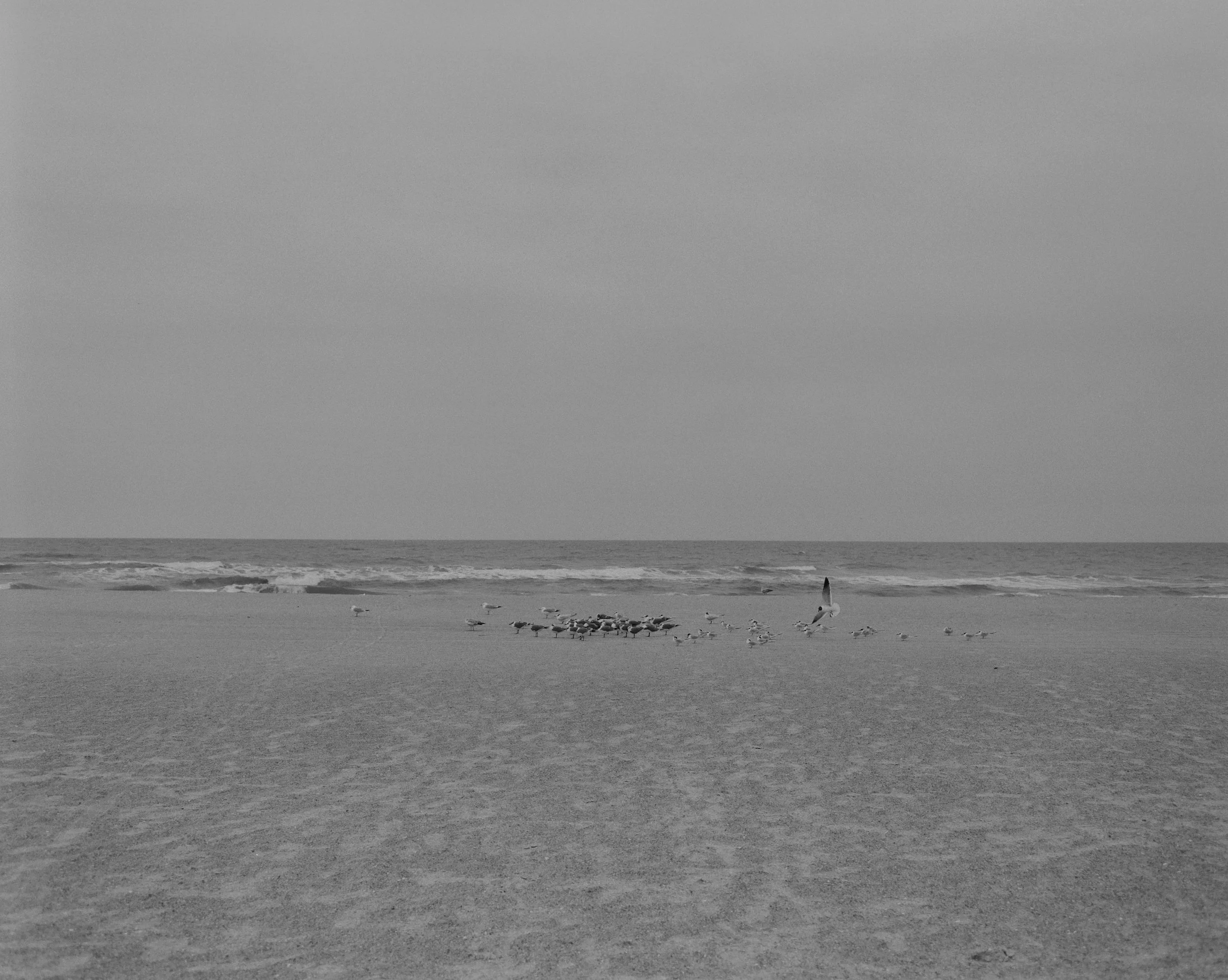 100521_DMI_BeachCreatures_002_08.jpg