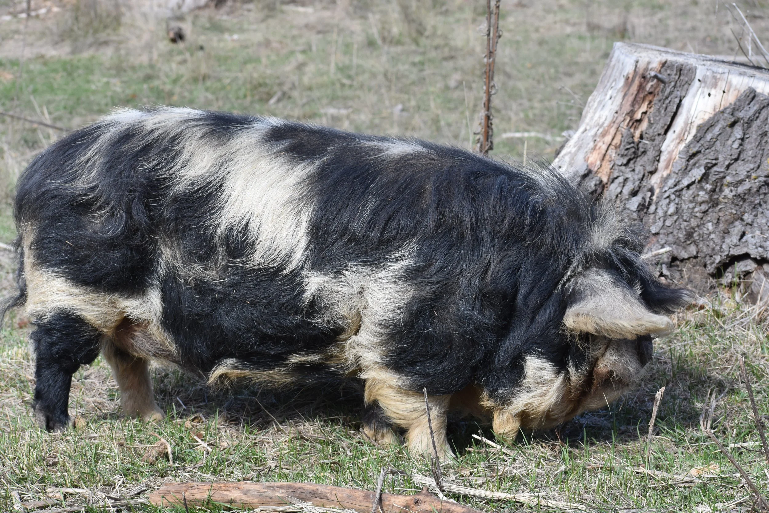 DSC_2746.JPG