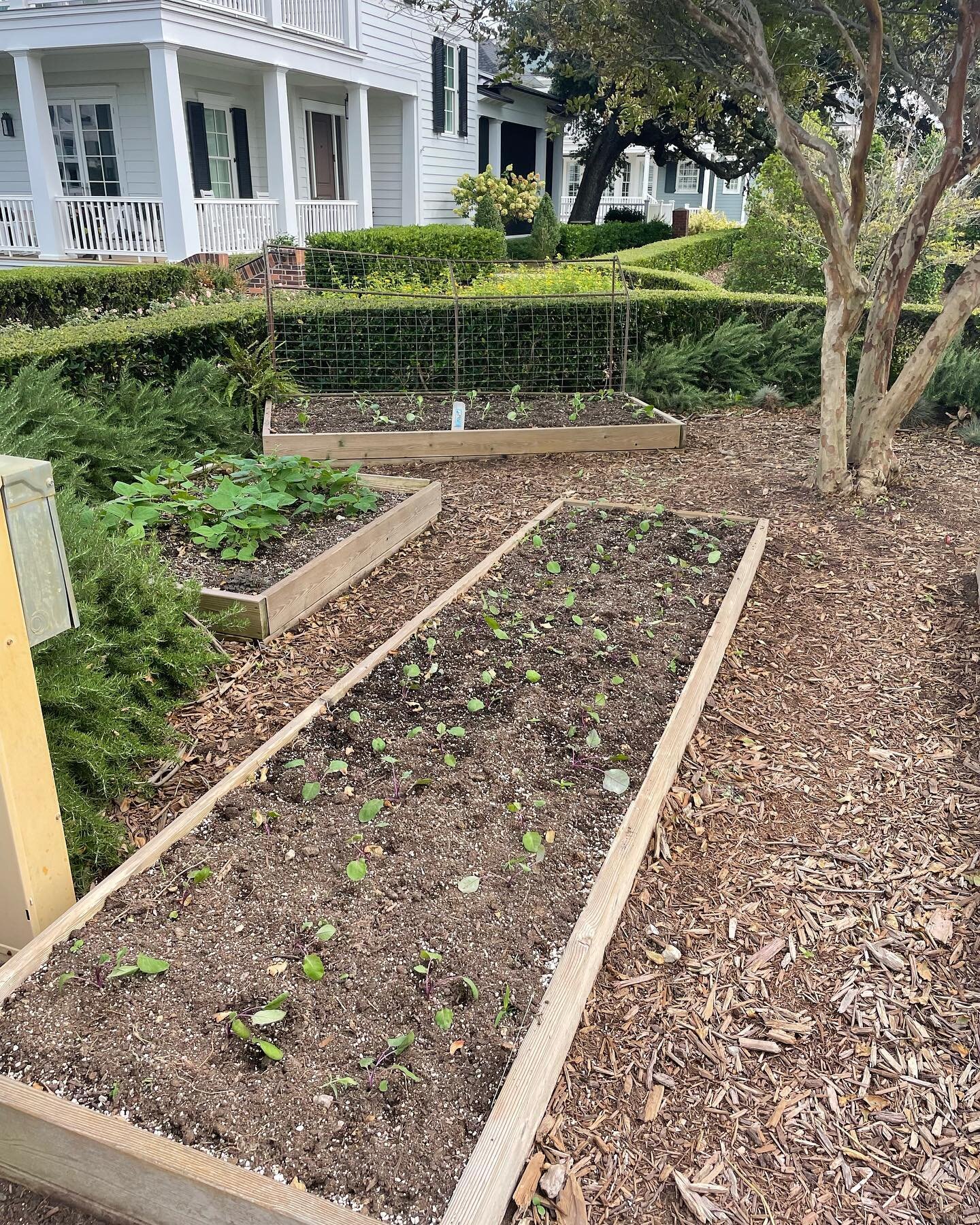 We design, install, and maintain organic veggie and herb gardens. Commercial gardens @esoteric_vb @commune_va @becca_cavaliervb have been planted. They will absolutely explode these next two weeks.  We grew all certified organic starter plants for ou