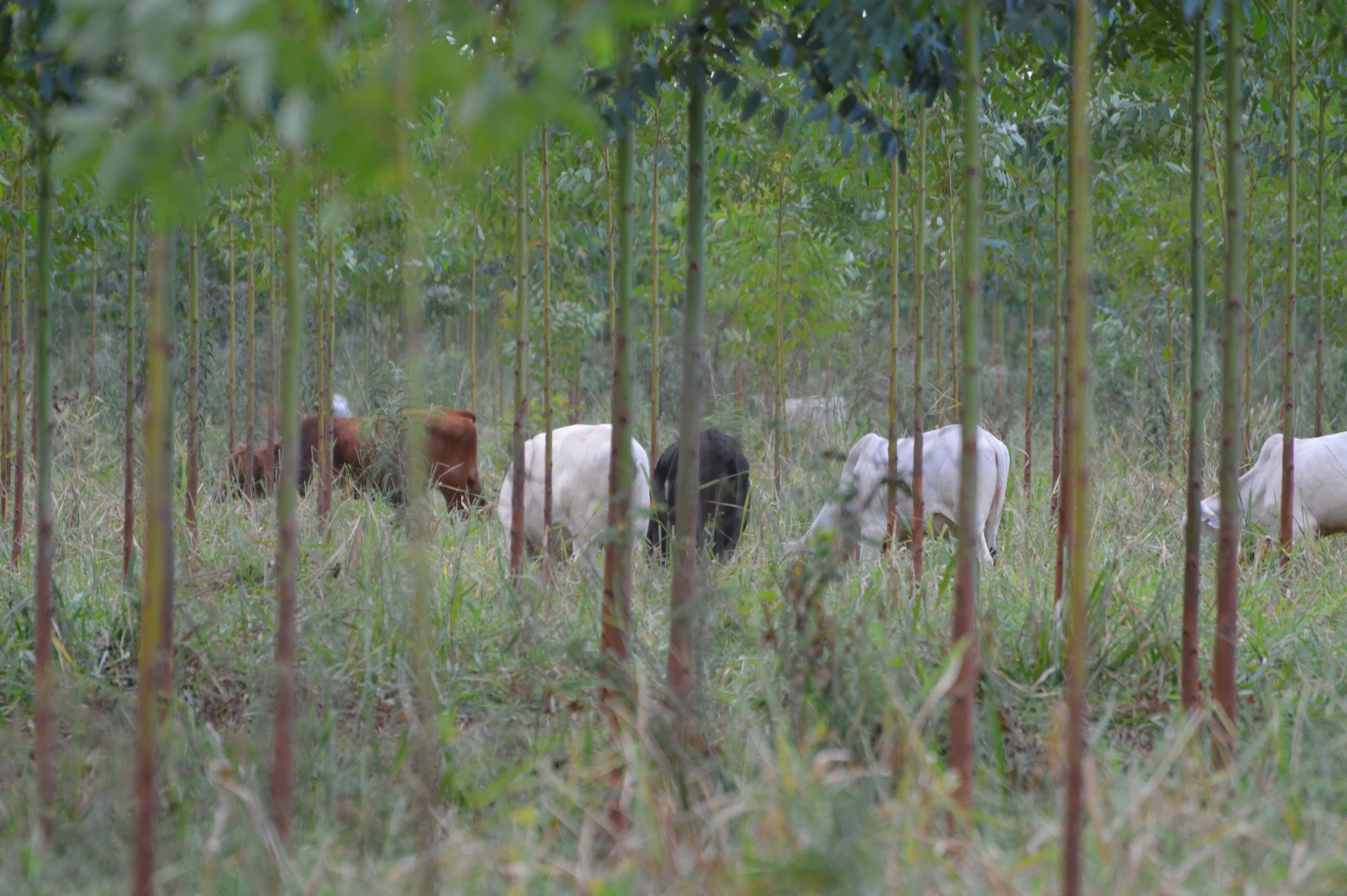 Interview with Arbaro Advisors