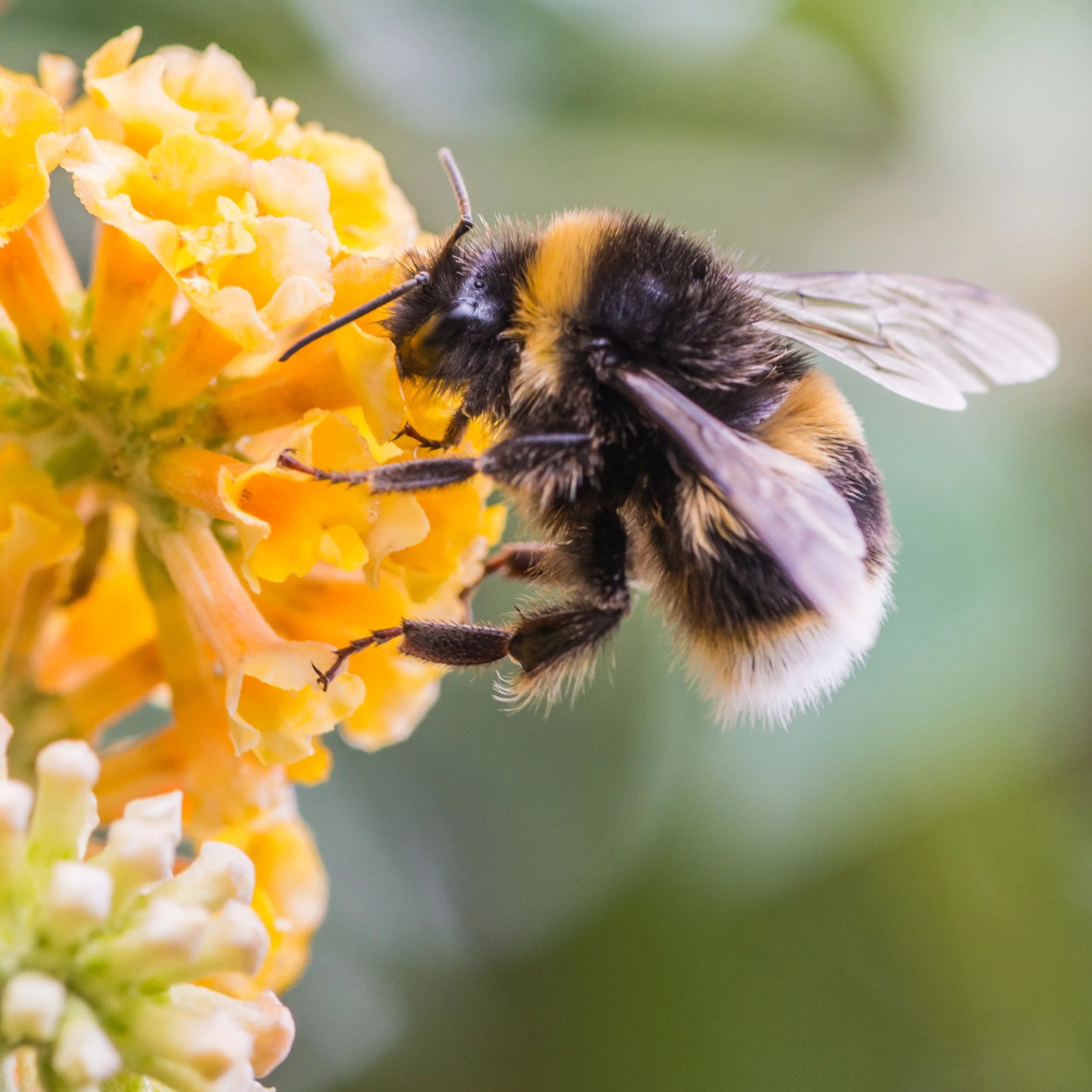 Interview with Carsten Berg about "Save the Bees and Farmers" ECI
