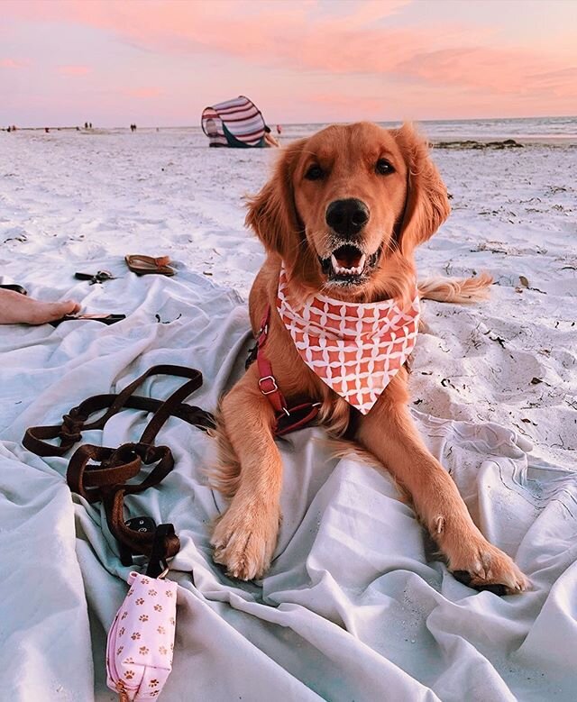 Beautiful @lily_thegolden_girl matching her rose gold duffel with the sunset.☀️ Tag someone you would want to watch this beautiful sunset with! 🧡
📸 @lily_thegolden_girl
.
.
.
.
.
.
.
.
#doggiewalkbags #poopbags #dogbag #dogpoop #shoplocal #shopsmal