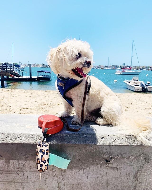 Beach days are the best! 🏖 Who else loves going the beach? .
.
.
.
.
.
.
.
#doggiewalkbags #poopbags #dogbag #dogpoop #shoplocal #shopsmall #petsupplies #dogessentials #petproducts #ocdogs #californiadogs #dogsoflosangeles #dogsofflorida #dogsofnyc 