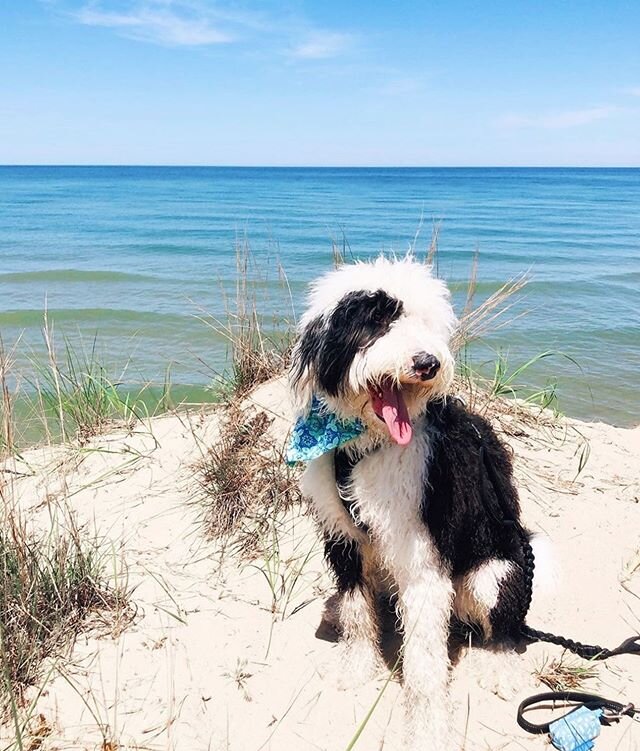Beach days 🏖 📸 @koda_the_sheepadoodle
.
.
.
.
.
.
.
.
.
#doggiewalkbags #poopbags #dogbag #dogpoop #shoplocal #shopsmall #petsupplies #dogessentials #petproducts #ocdogs #californiadogs #dogsoflosangeles #dogsofflorida #dogsofnyc #socaldogs #dogsof