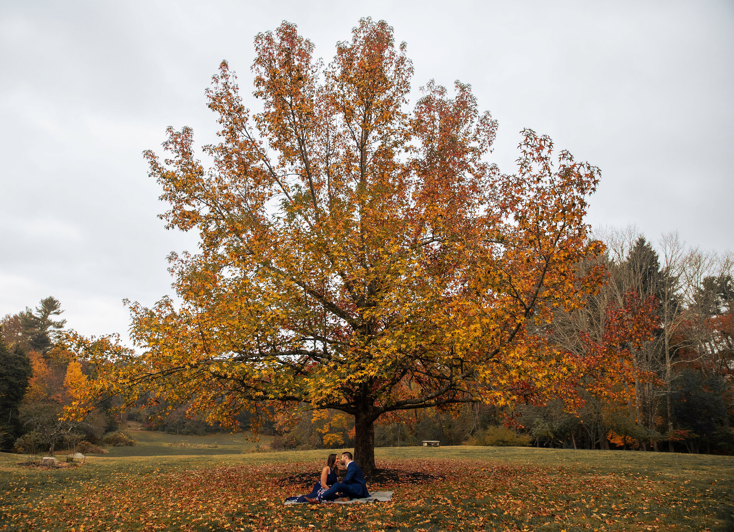 wideshot_orangetree.jpg