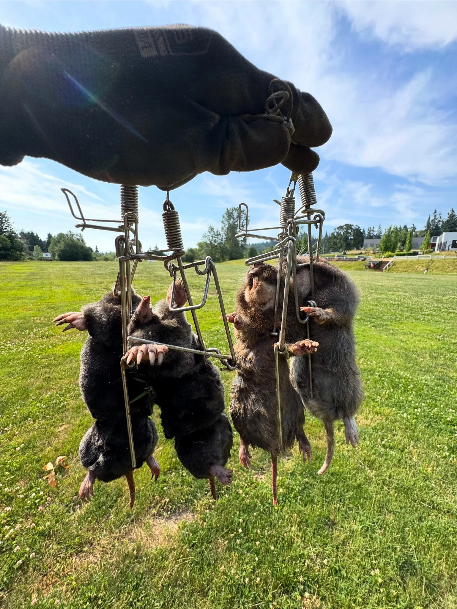 Professional mole trap installation in residential lawn in Oregon