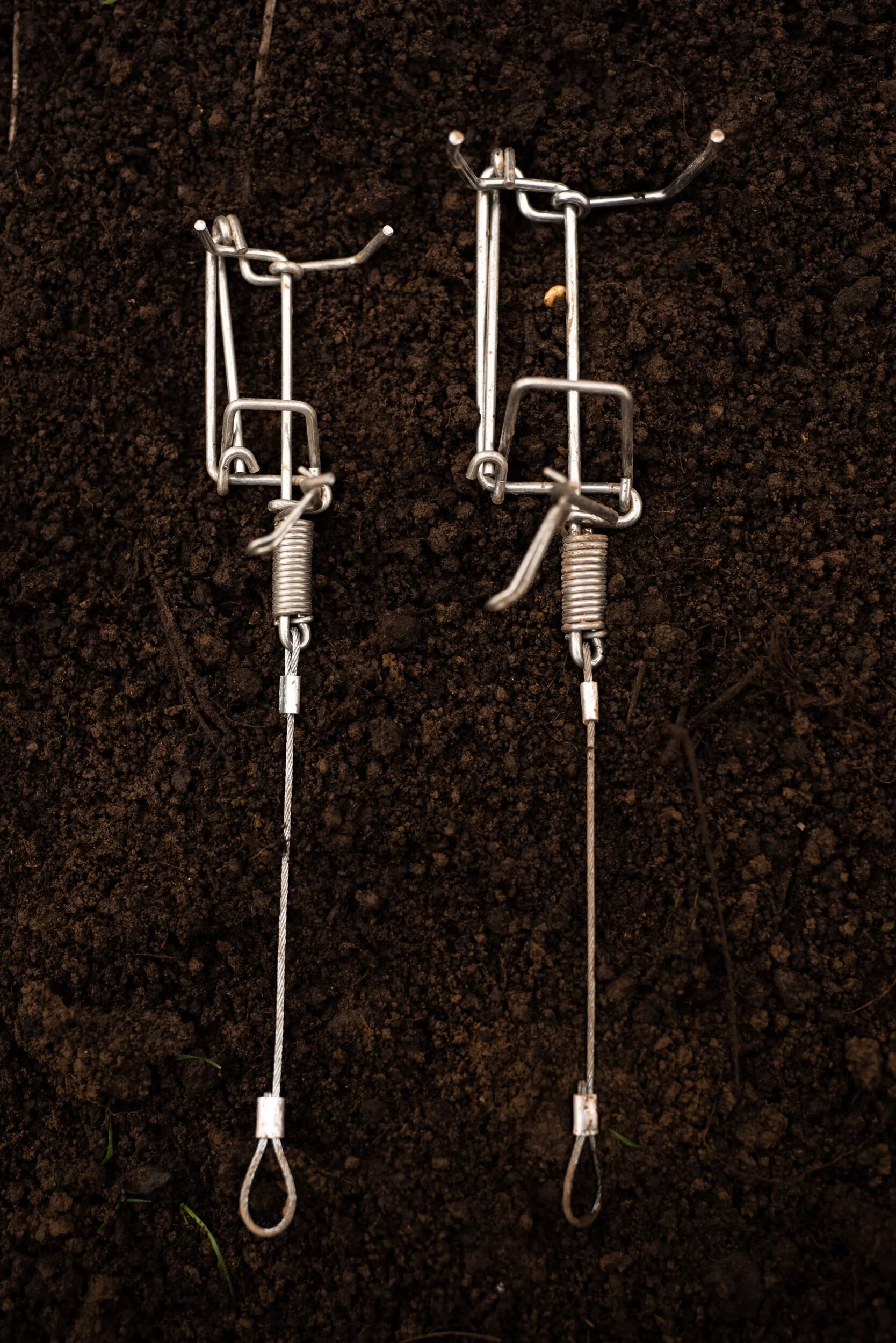 Mole traps installed in an active tunnel by Mr. Hill Mole Extermination in Oregon.