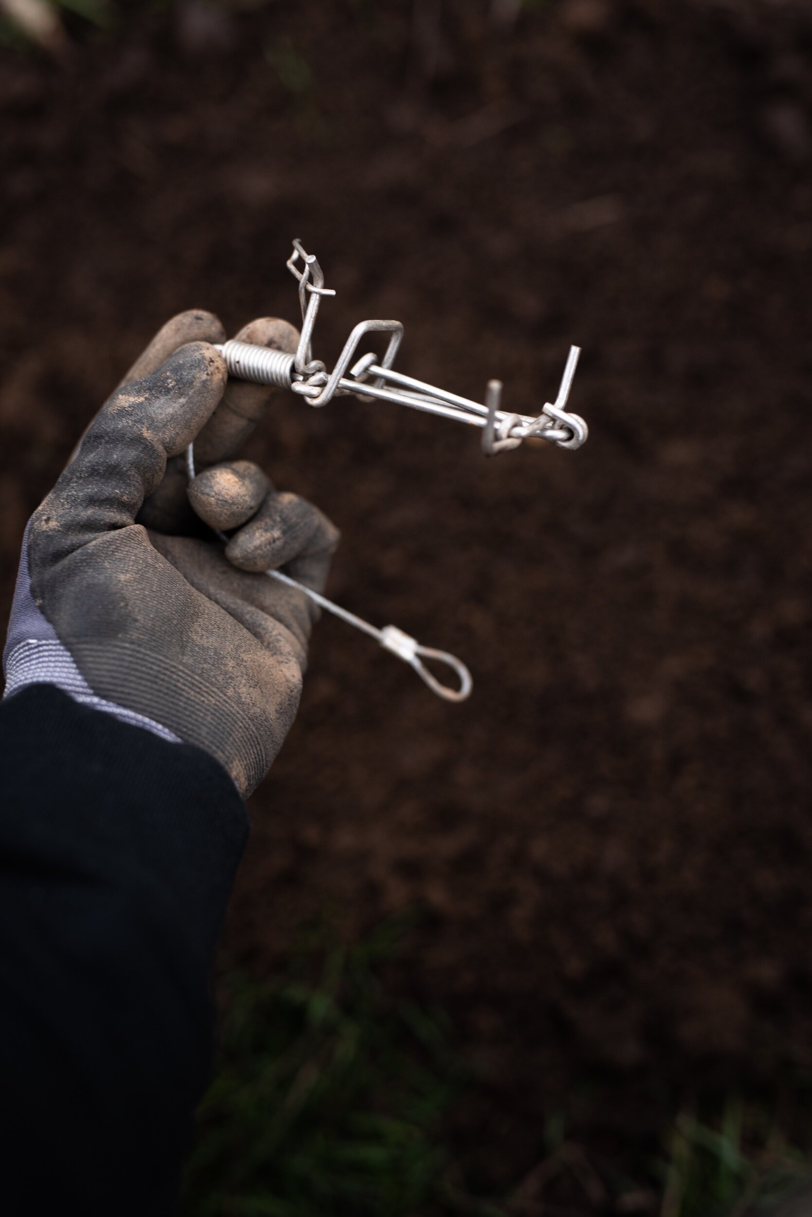 Professional mole trap installation service in Oregon City, Oregon.