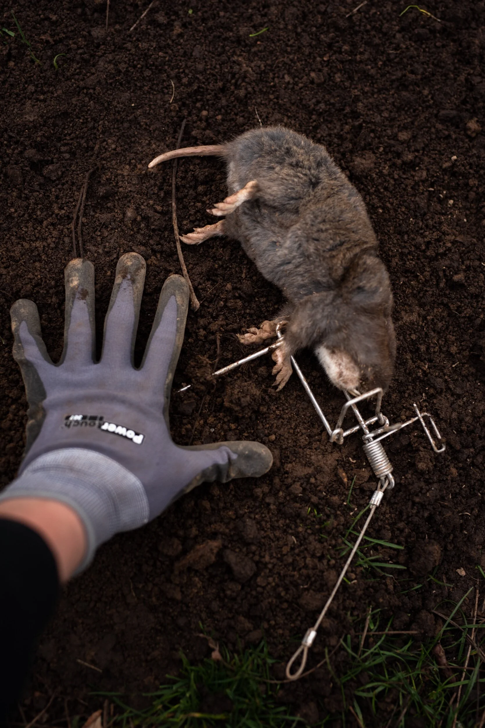 Successful mole removal from a residential lawn in the Portland metro area.