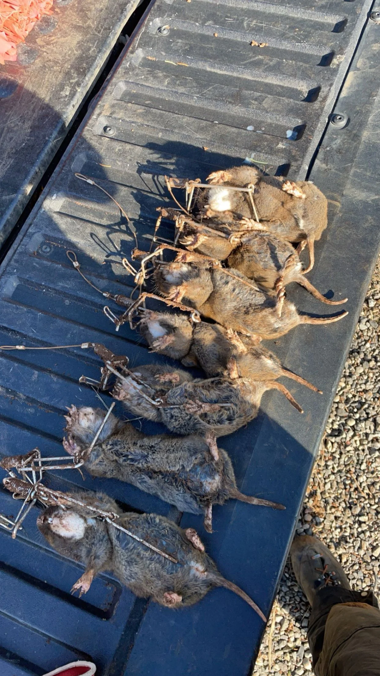 Gopher control service for Oregon acreage property